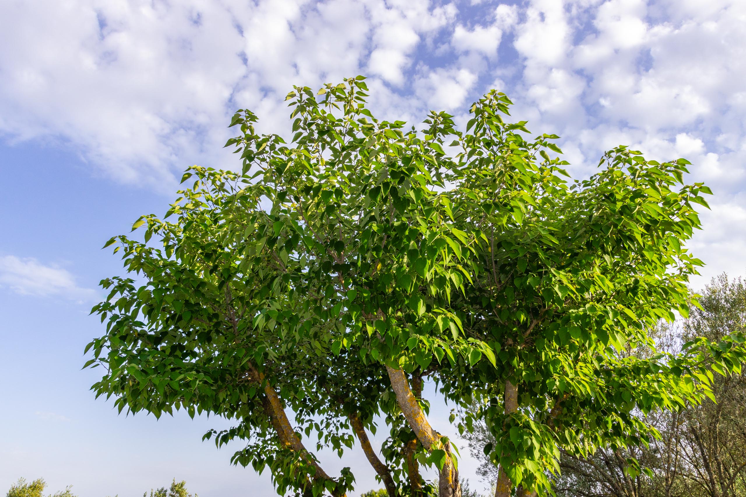 2018 05 Provence Garden 2 001