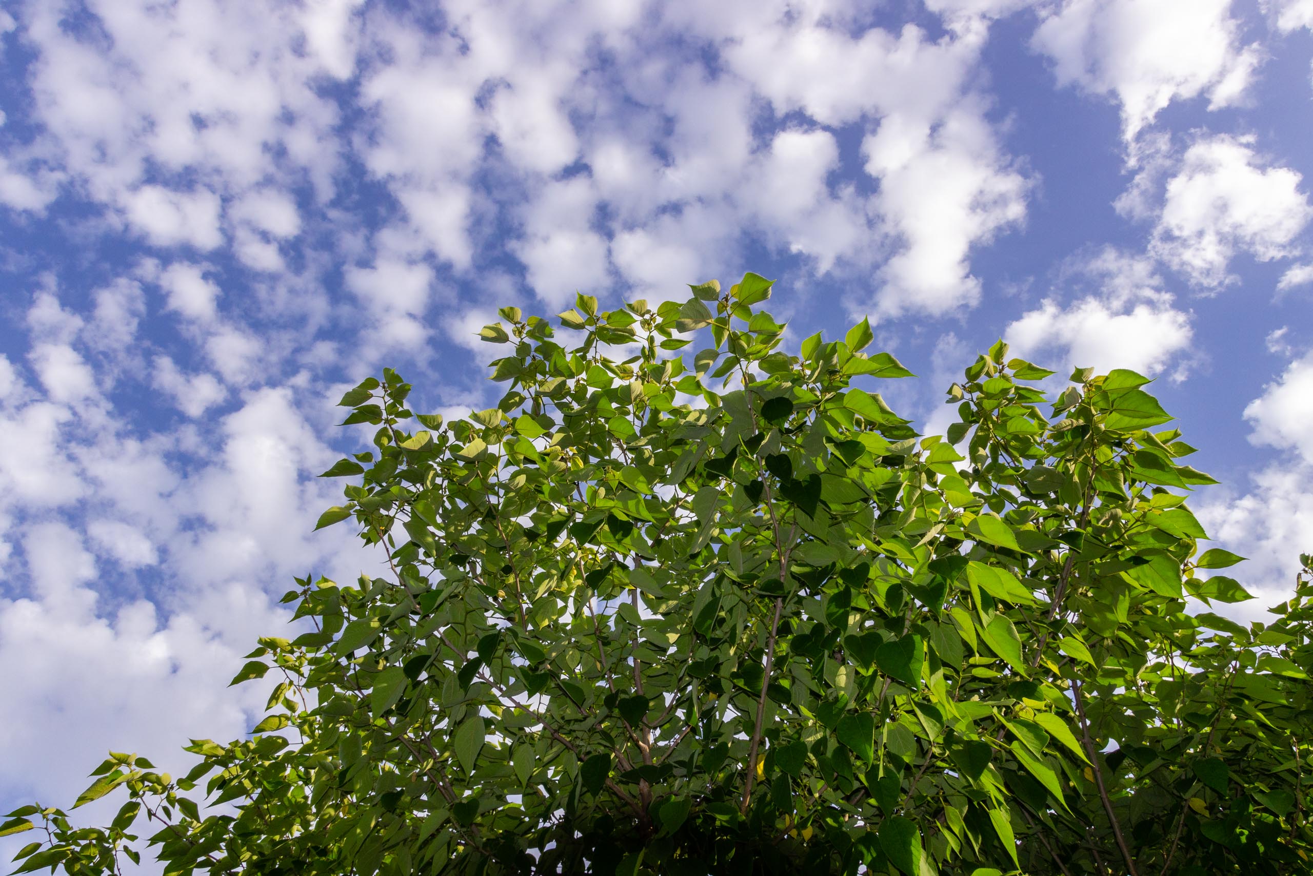 2018 05 Provence Garden 2 002