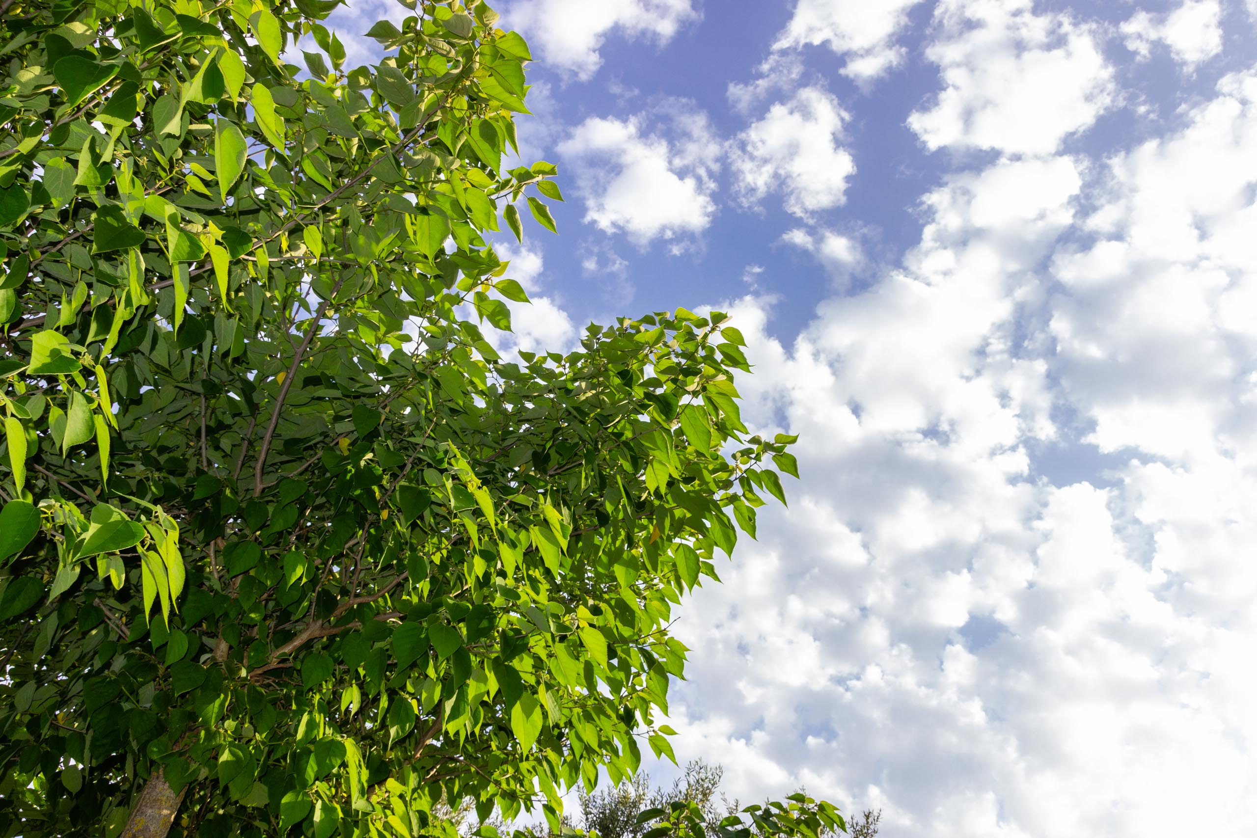 2018 05 Provence Garden 2 003