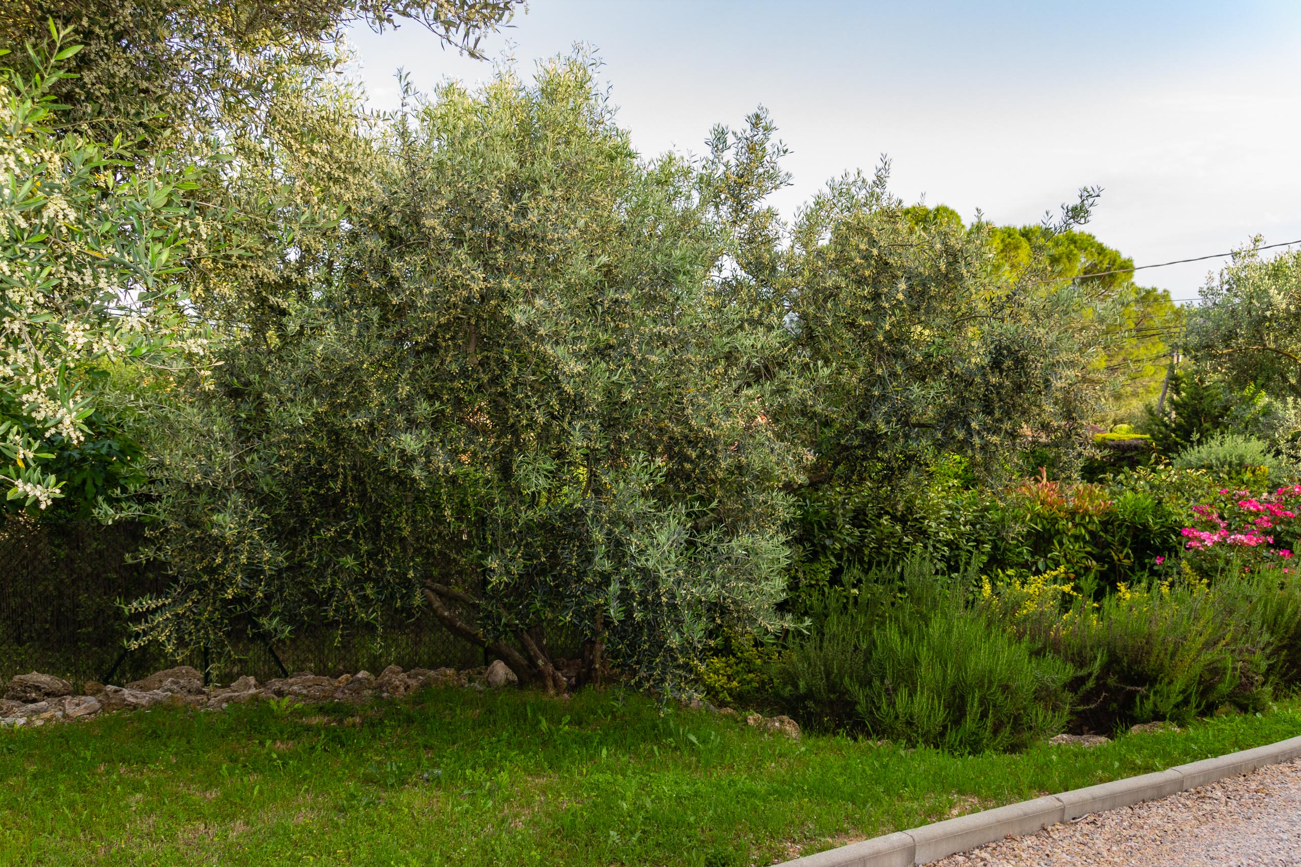 2018 05 Provence Garden 2 010