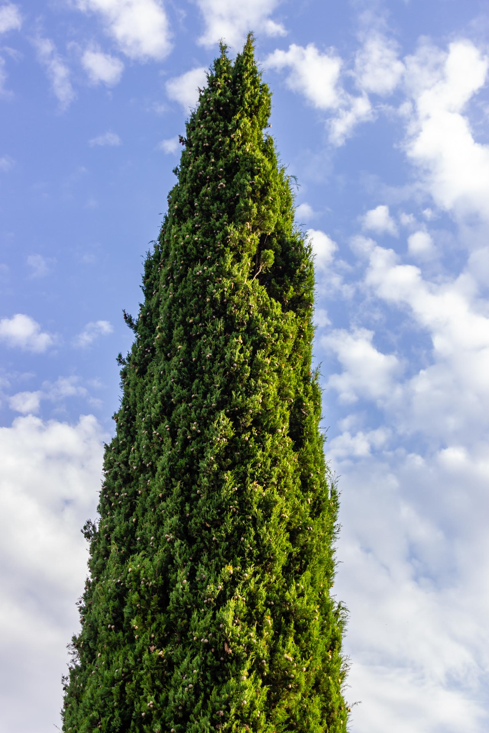 2018 05 Provence Garden 2 014