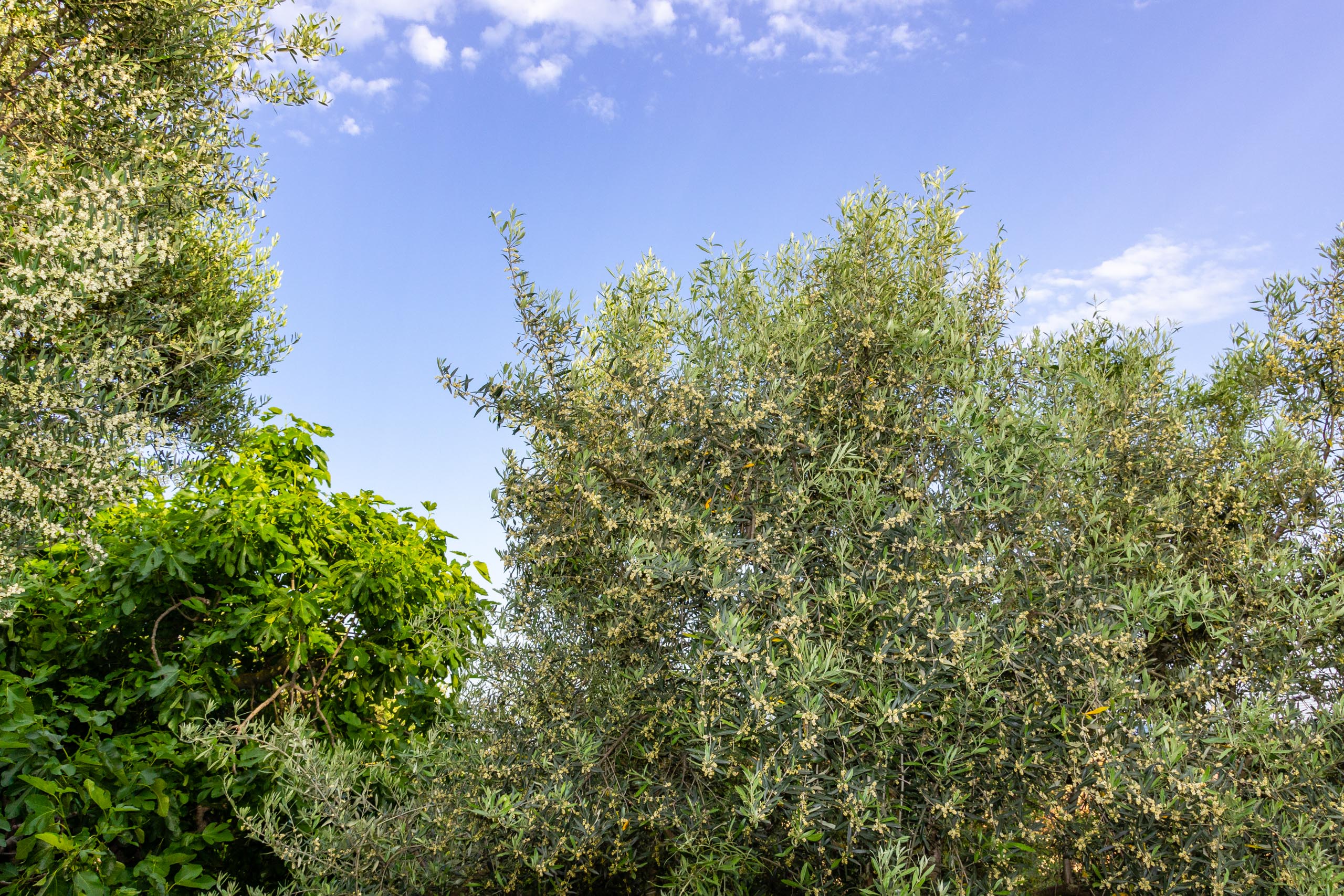 2018 05 Provence Garden 2 015