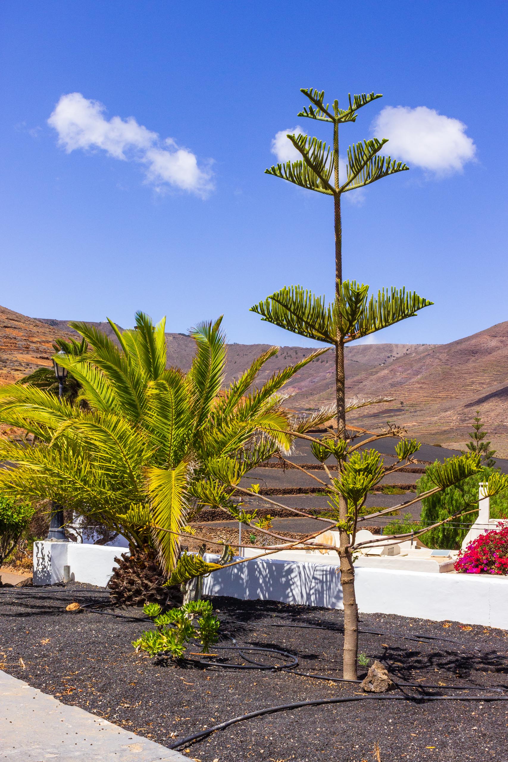 2018 08 Lanzarote AWalkRoundTabayesco 2 028