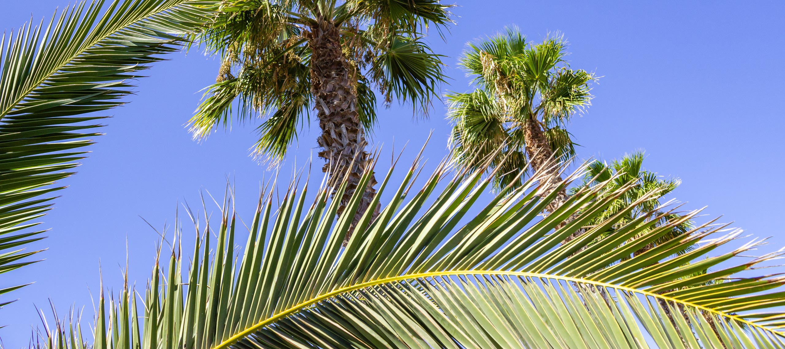 LanzarotePanoramaPalmaÁrboles 005