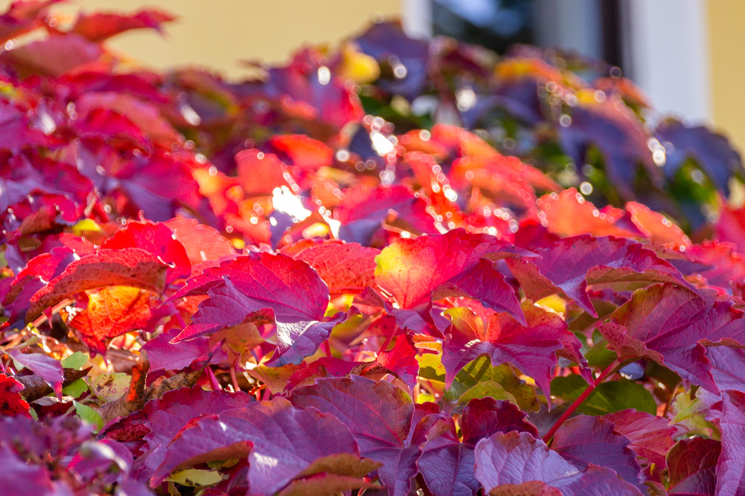 TAT AutumnLeaves 005