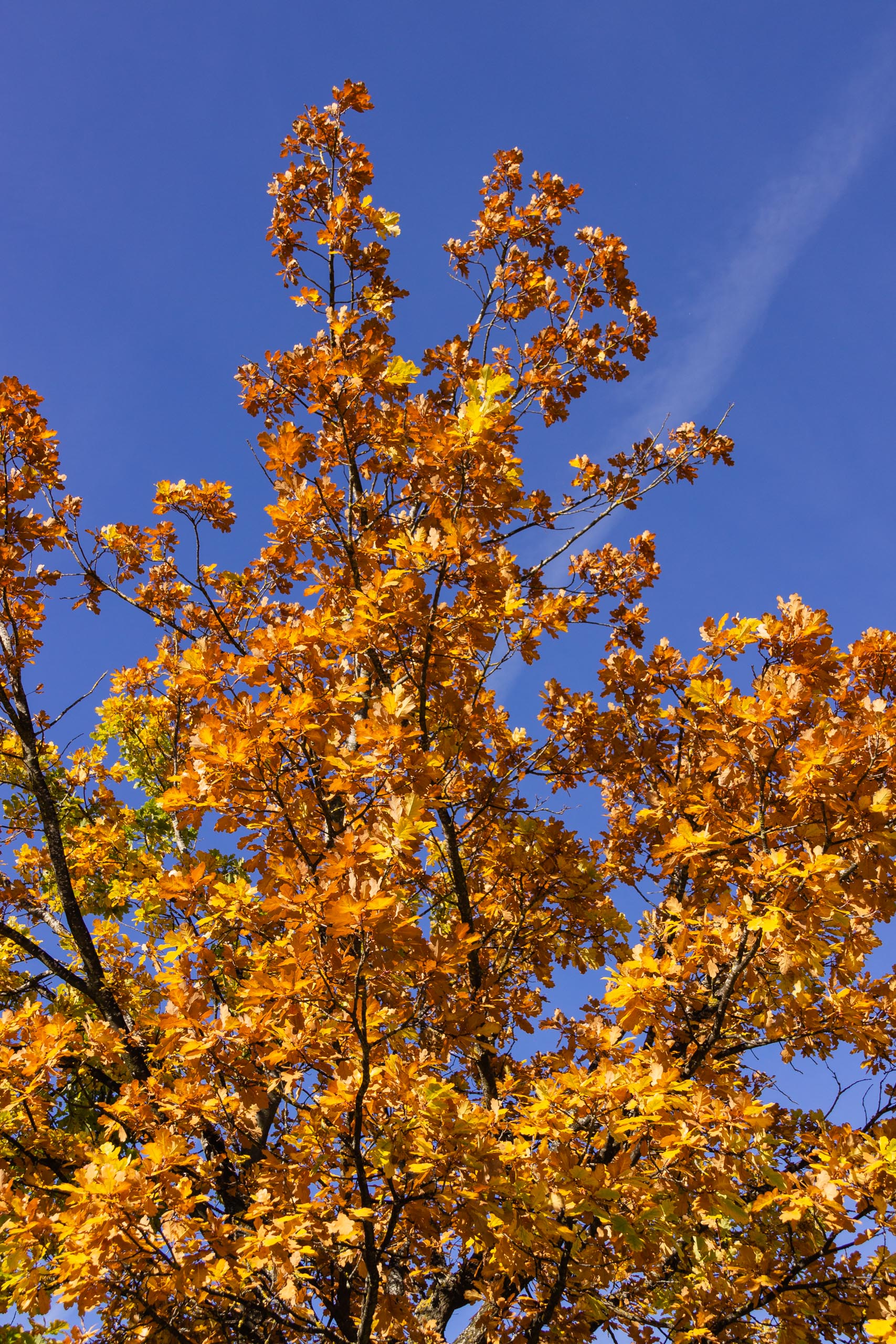 TAT AutumnLeaves 006