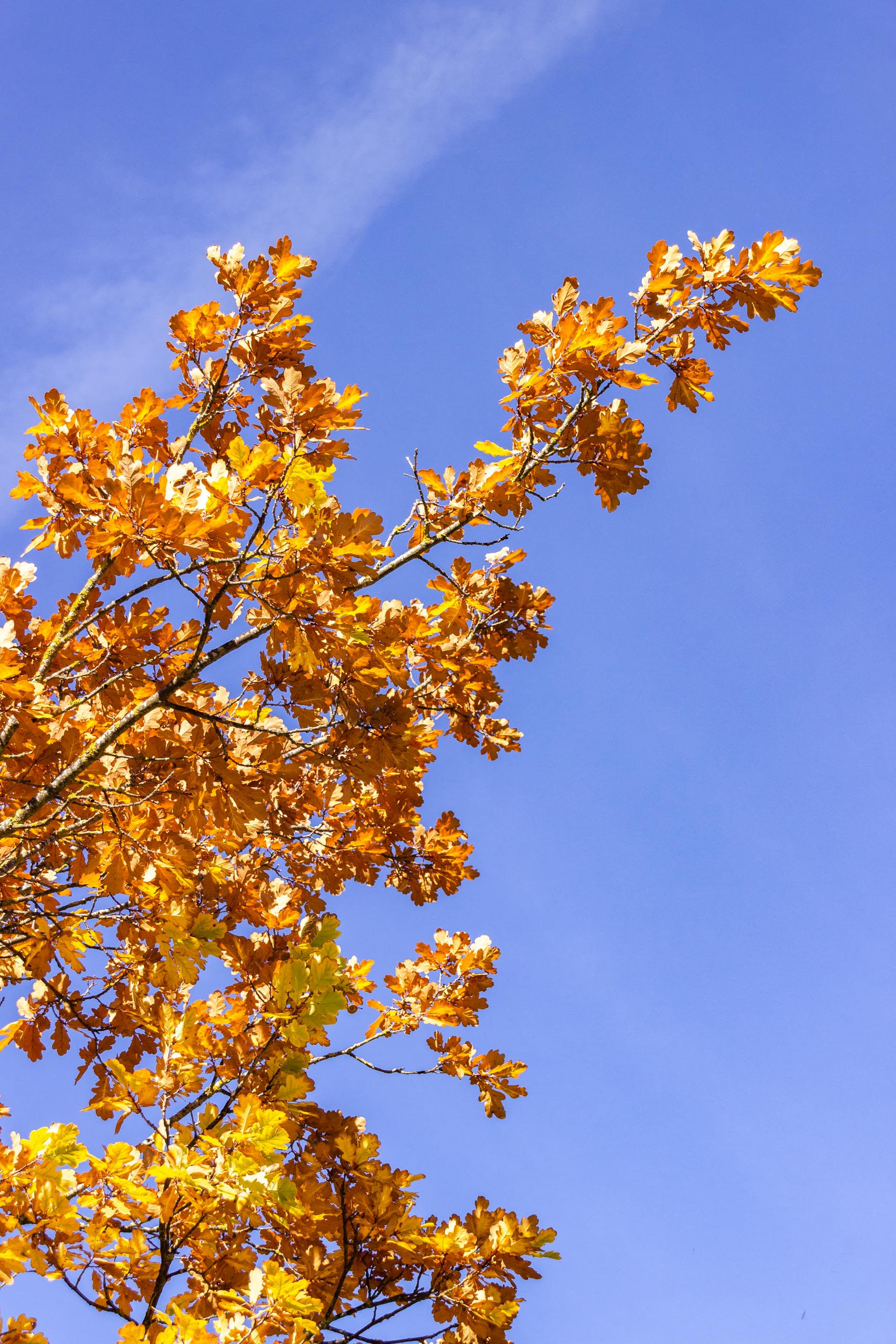 TAT AutumnLeaves 007