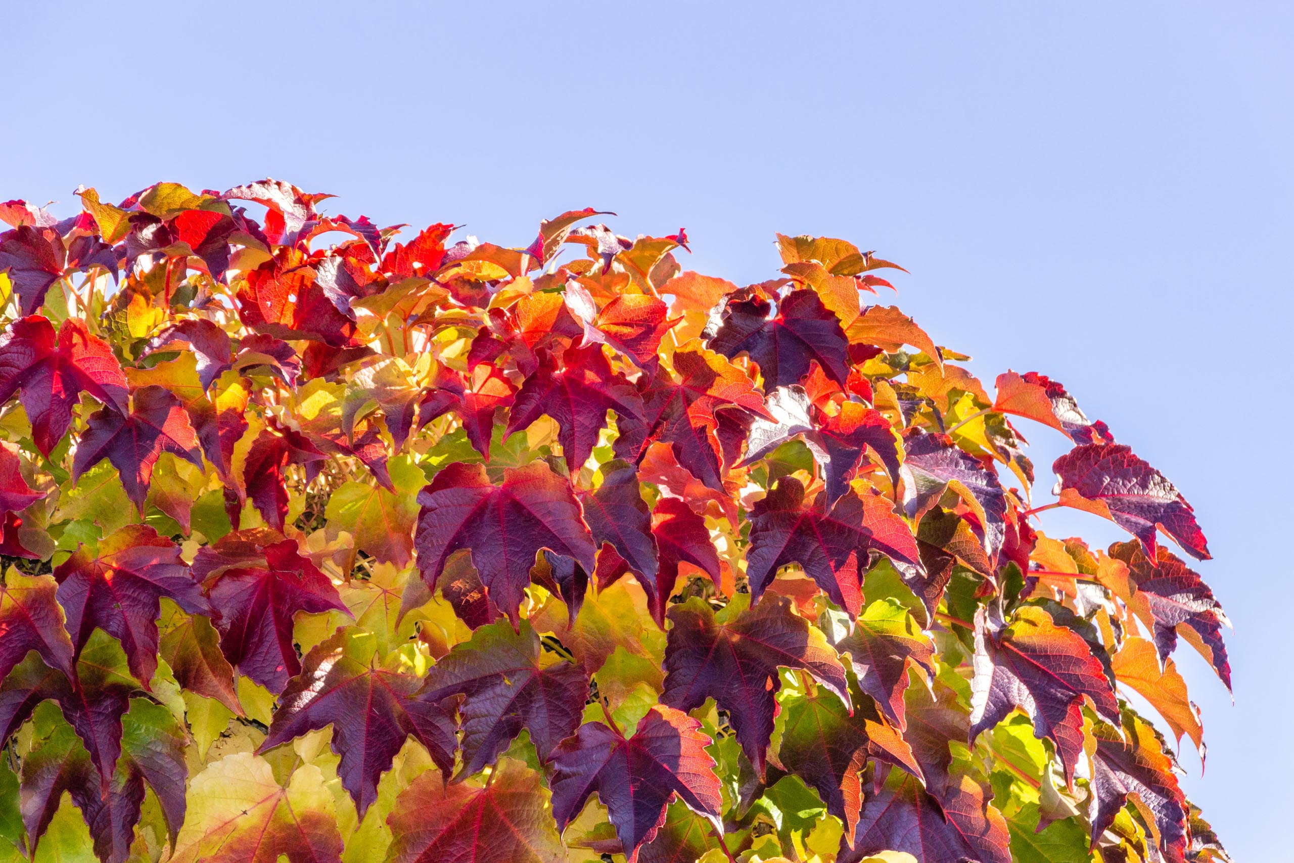 TAT AutumnLeaves 008