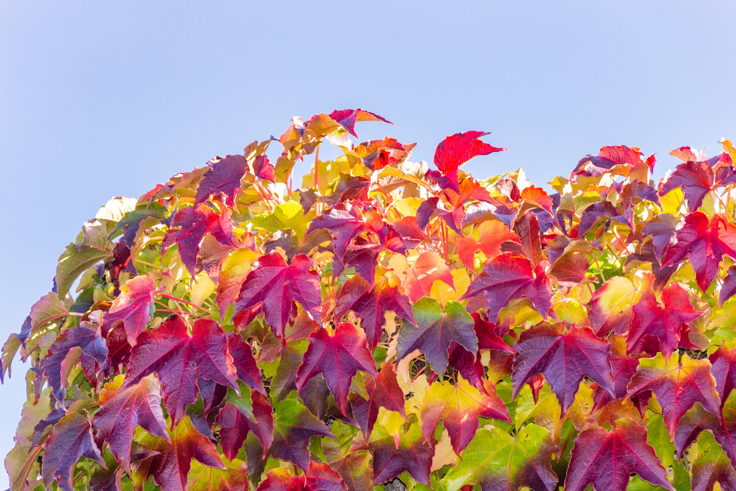 TAT AutumnLeaves 009