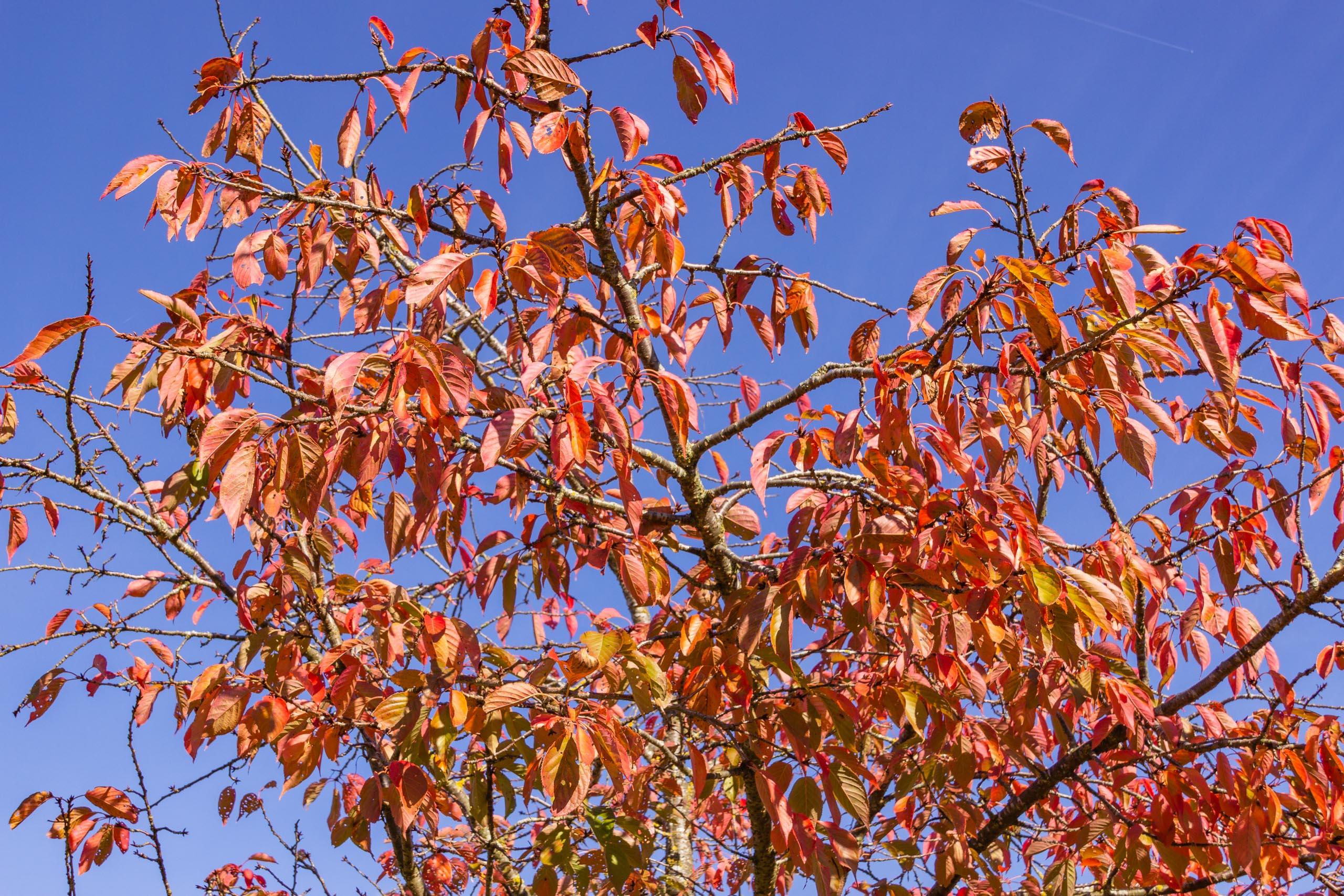 TAT AutumnLeaves 010