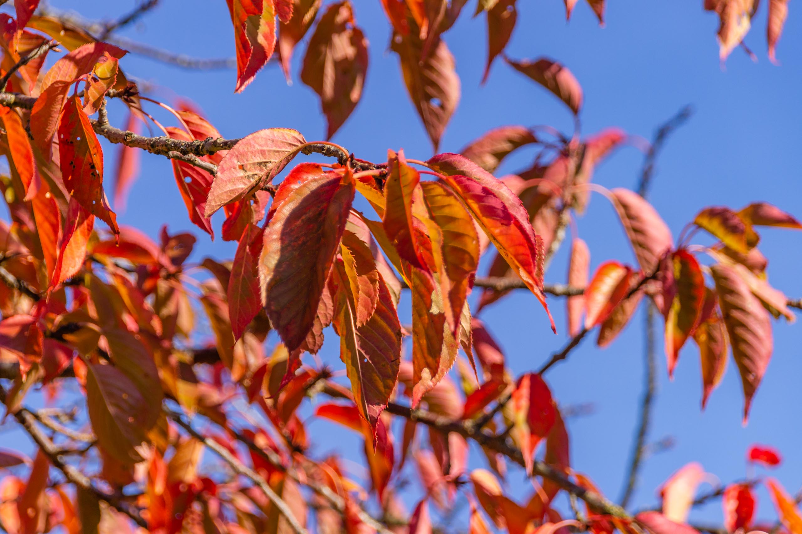 TAT AutumnLeaves 011