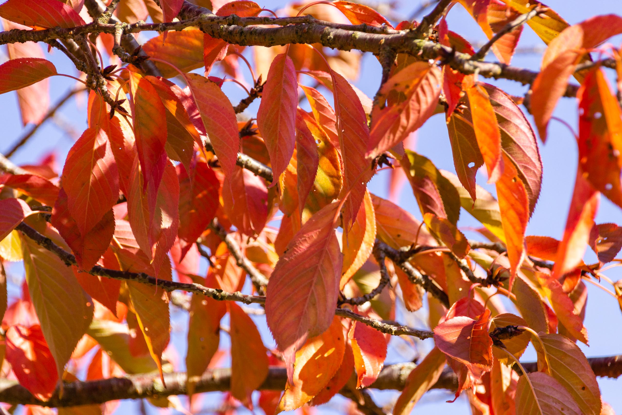 TAT AutumnLeaves 012