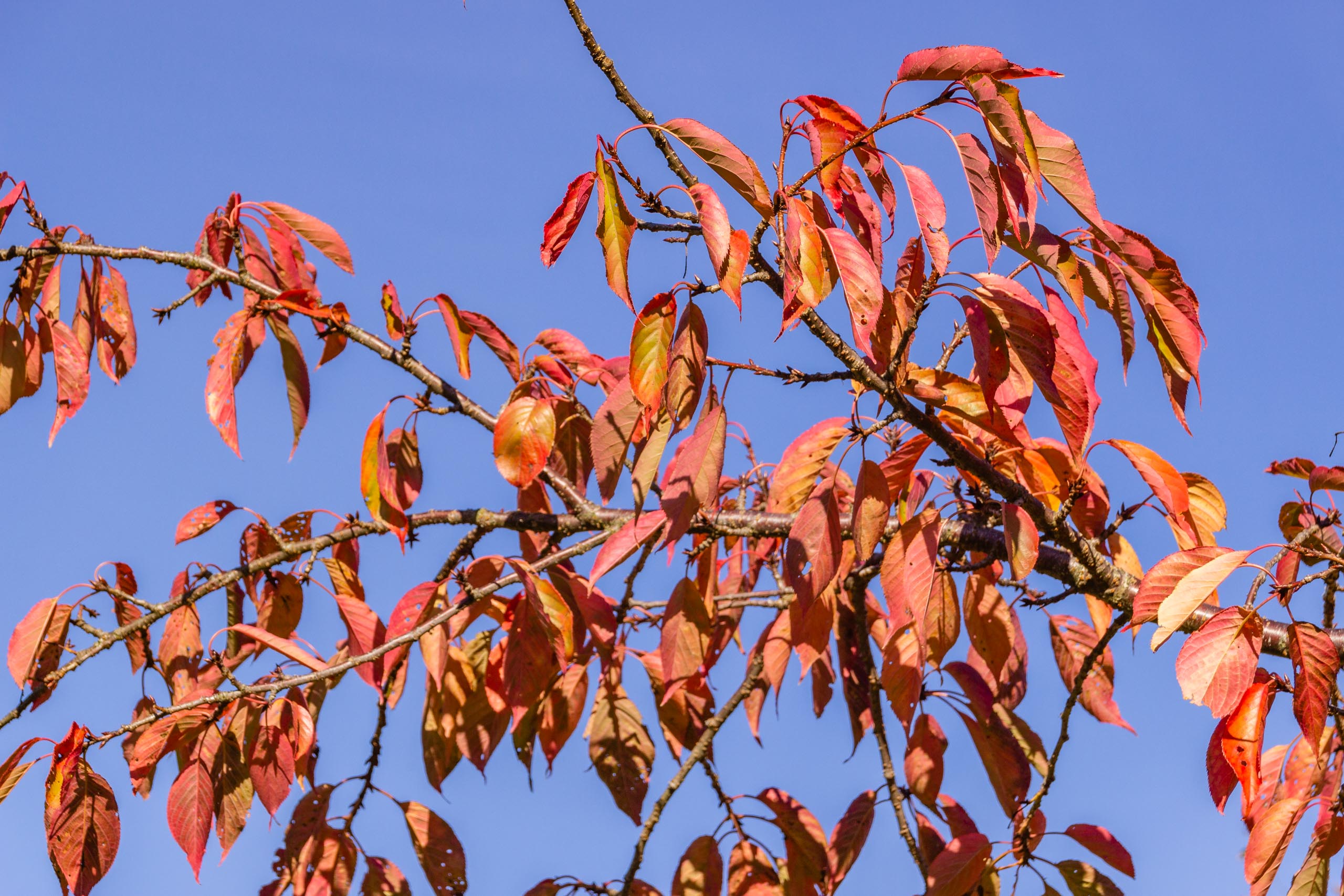 TAT AutumnLeaves 013