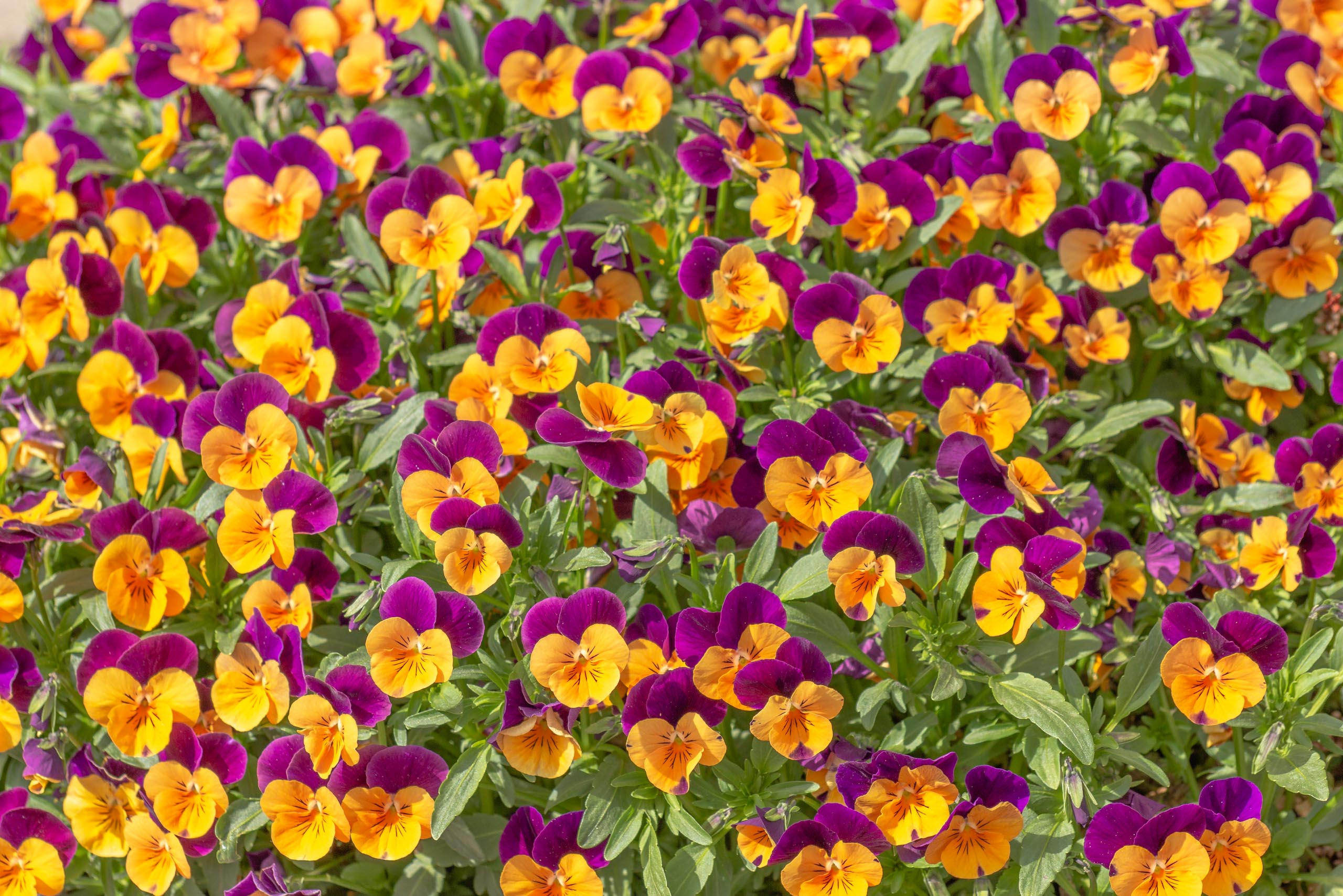 TAT Fürstenfeldbruck 018