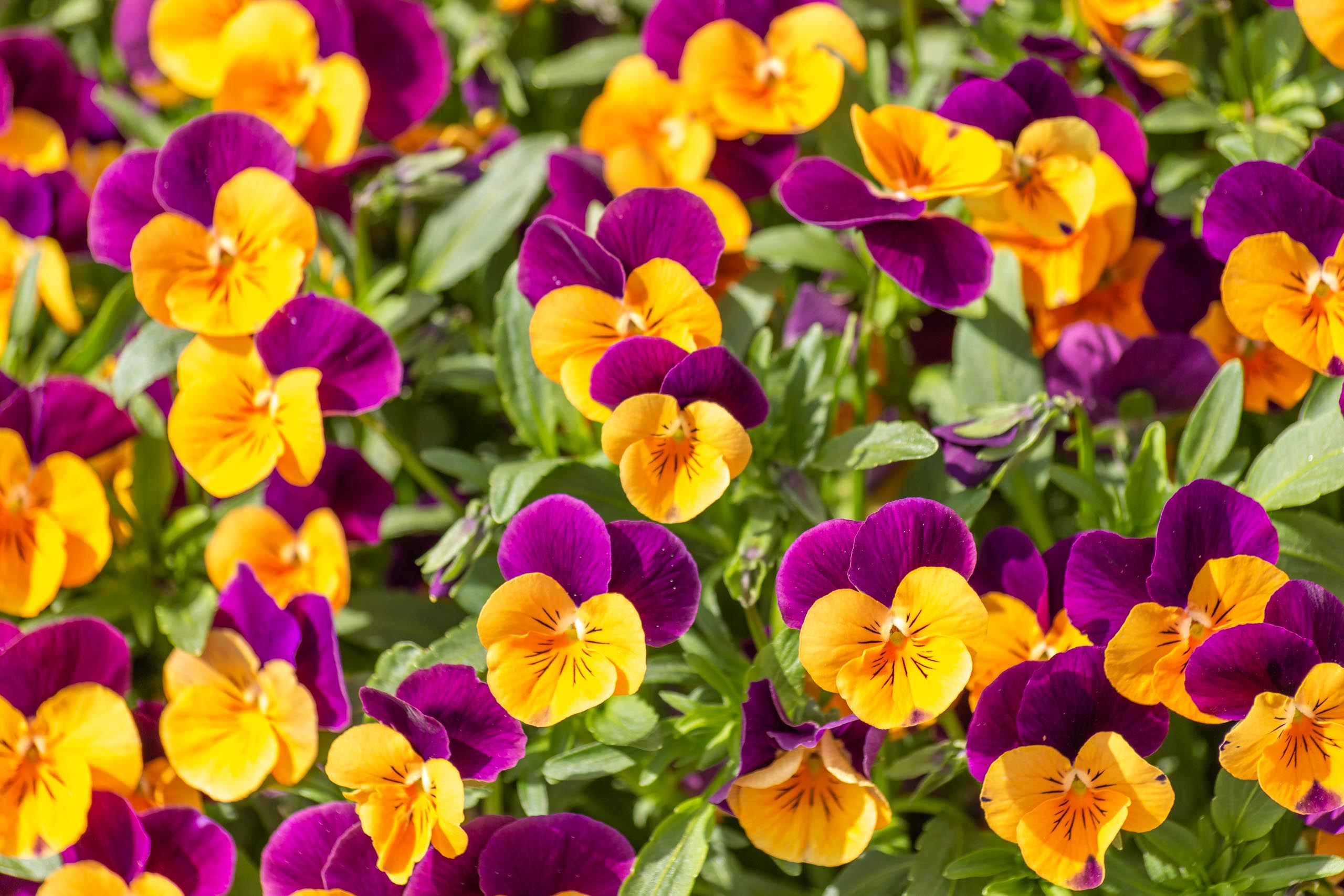 TAT Fürstenfeldbruck 019