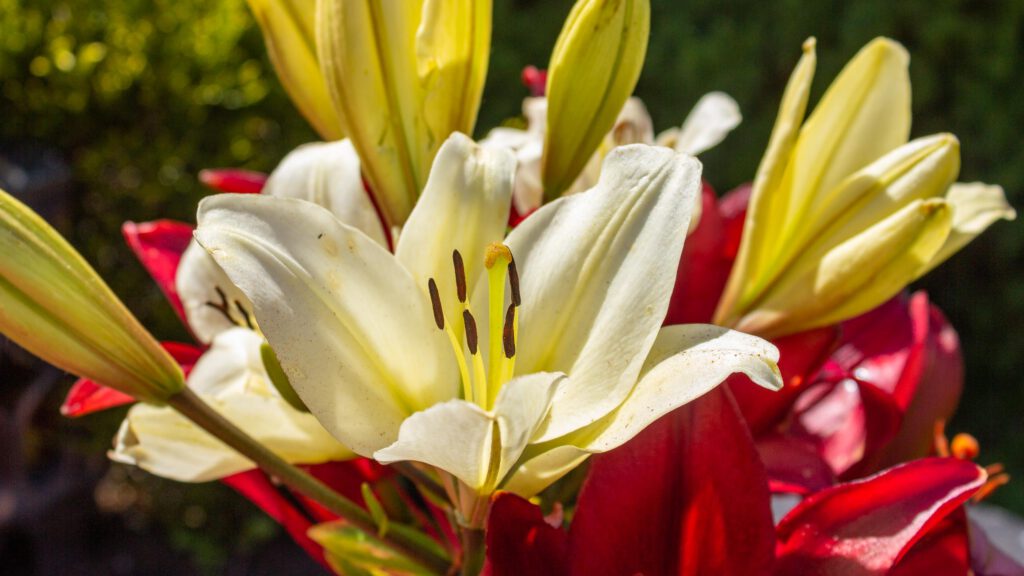 TAT Blumen auf dem Friedhof 001