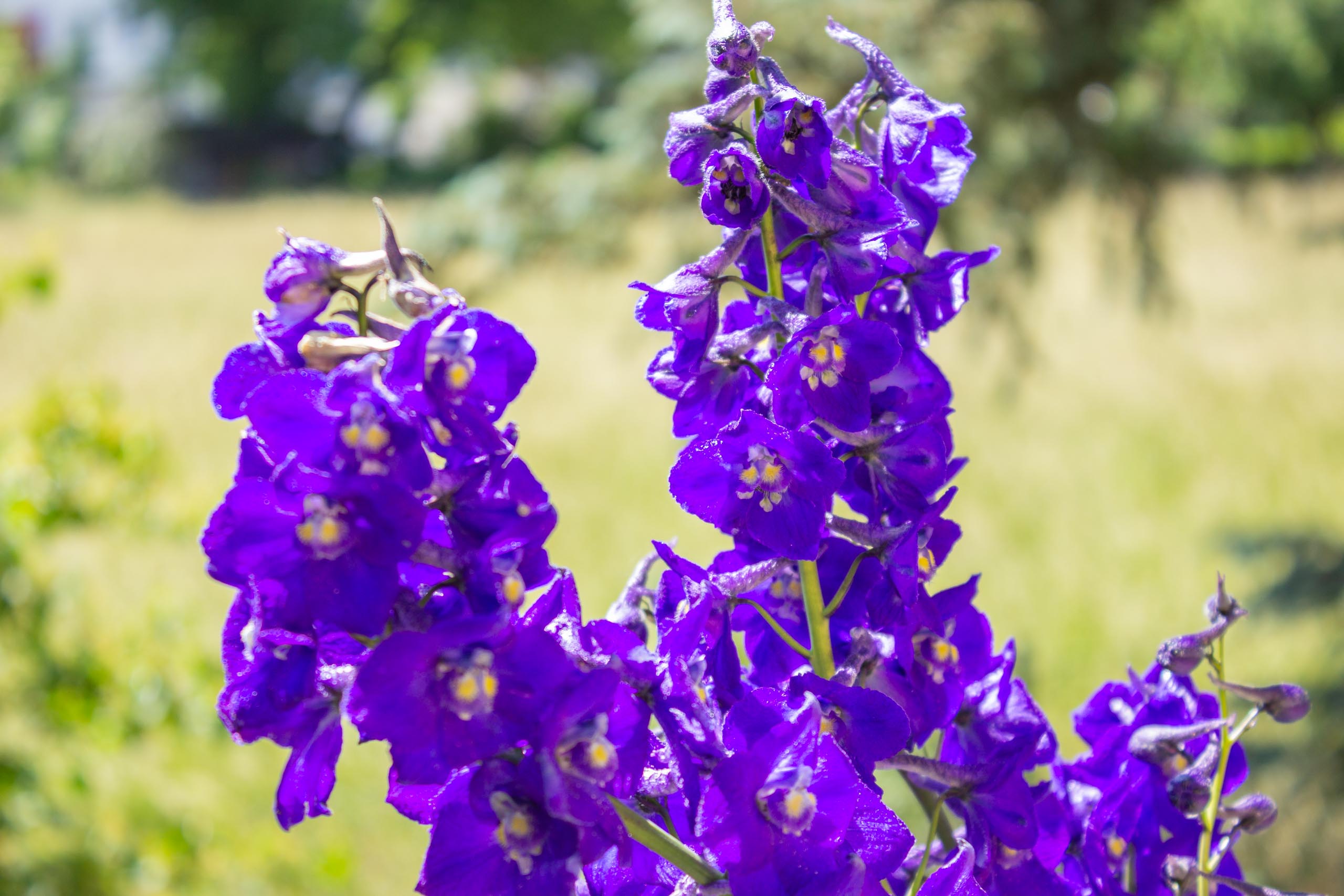 TAT Blumen im Garten 001