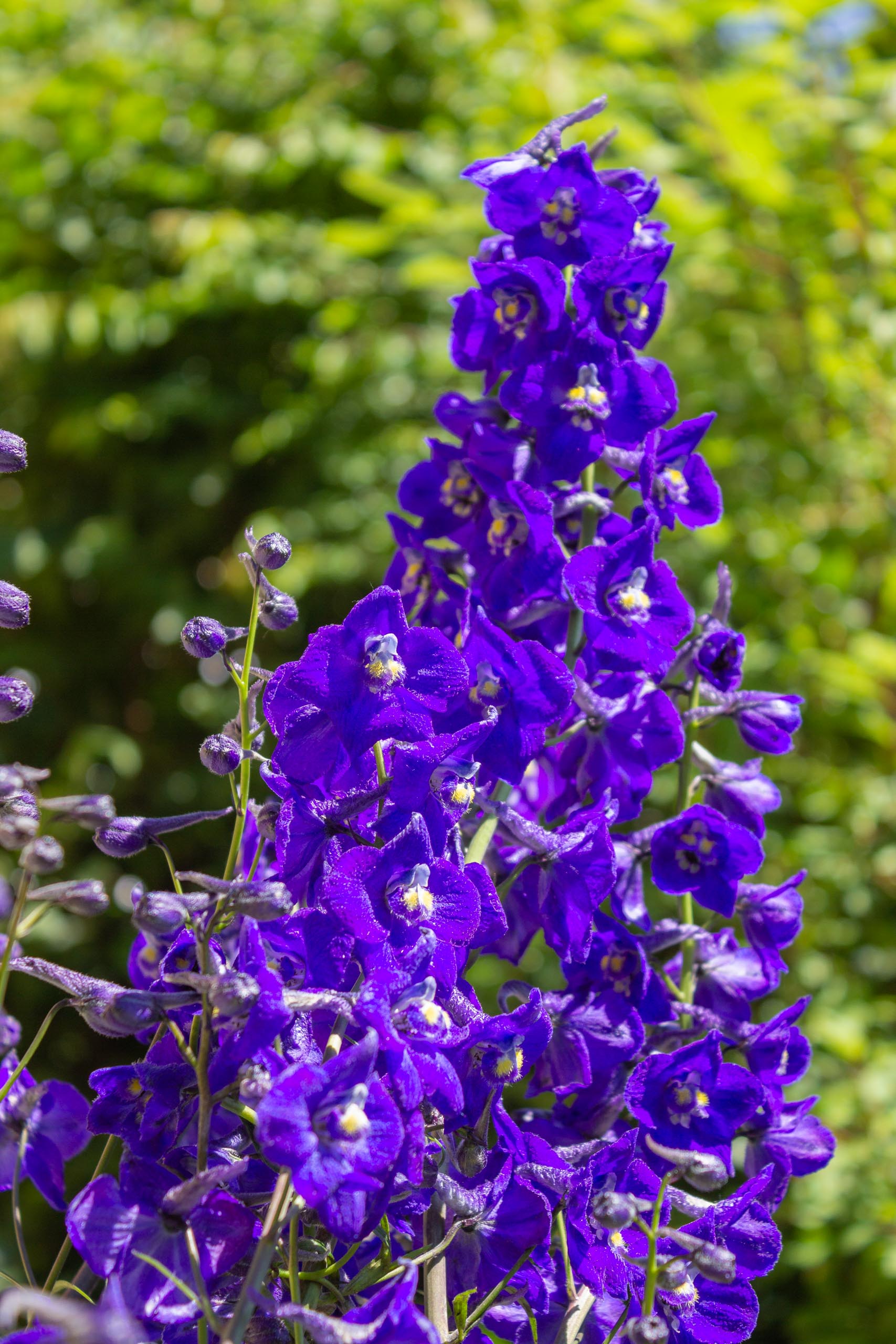 TAT flores en el jardín 002