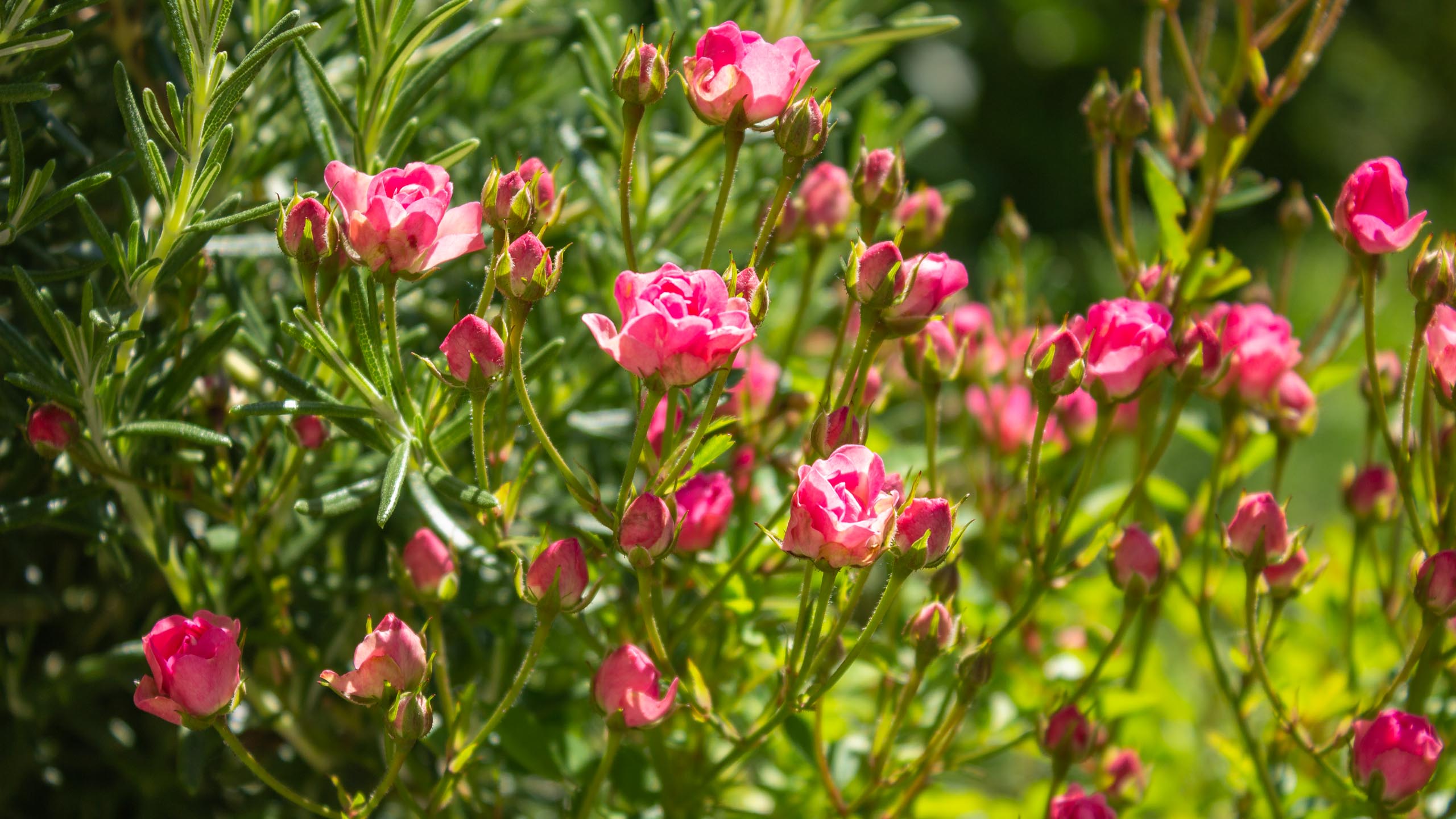 TAT flowers in the garden 003