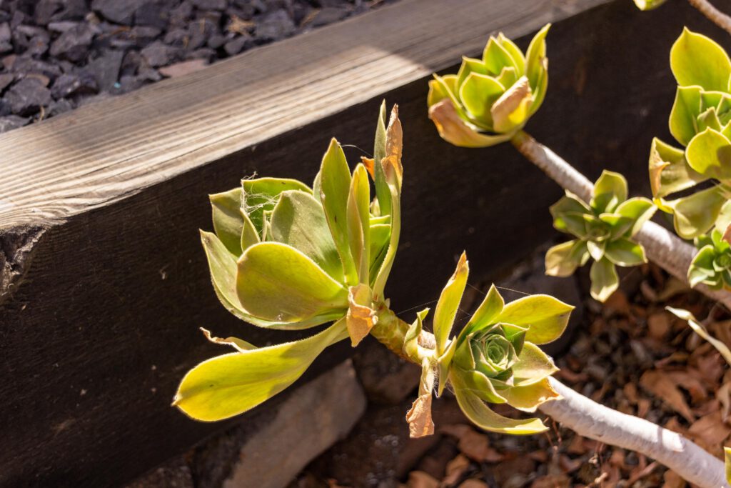 2021 05 Lanzarote TheGardenInTabayesco 001