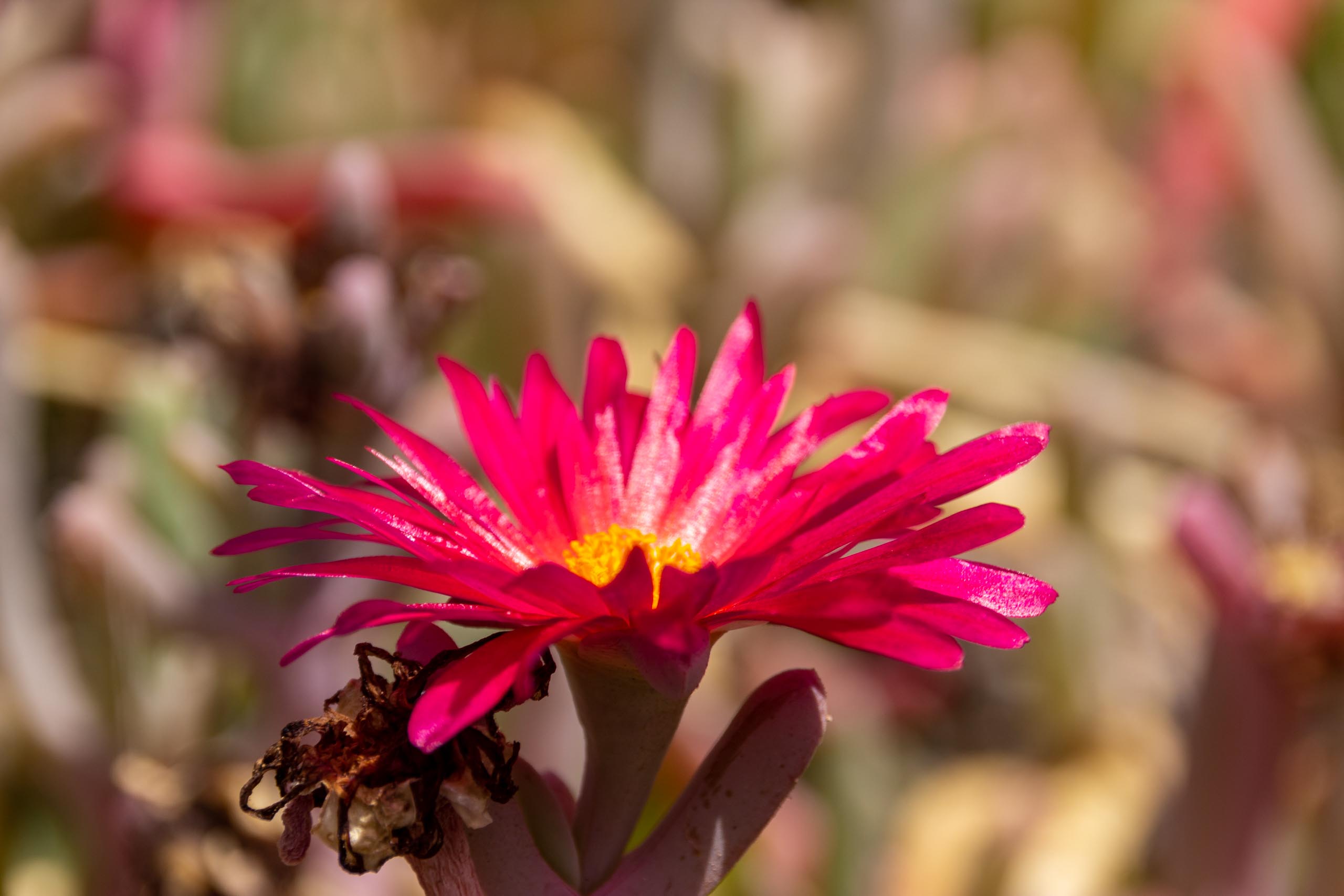 2021 05 Lanzarote TheGardenInTabayesco 005