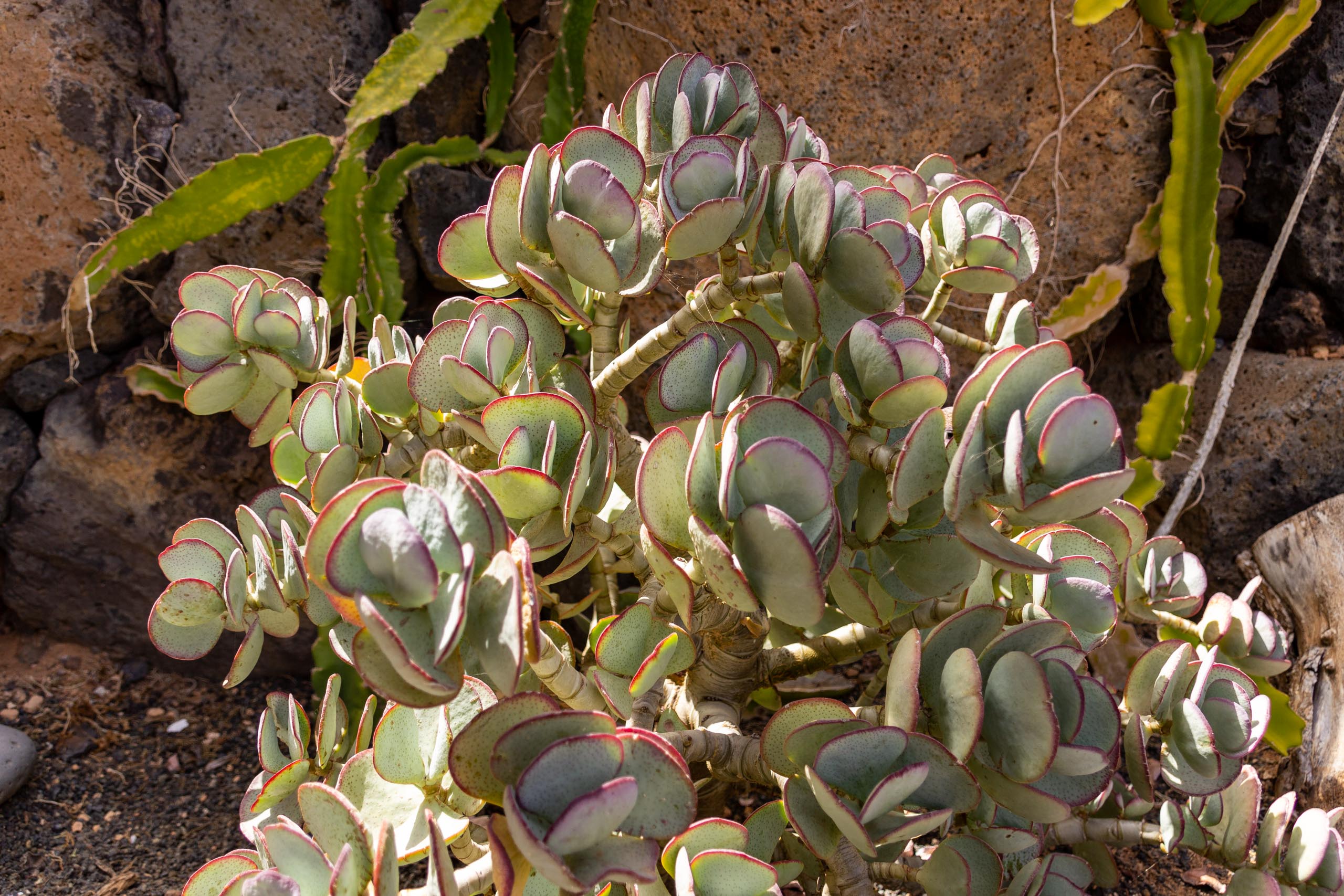 2021 05 Lanzarote TheGardenInTabayesco 006