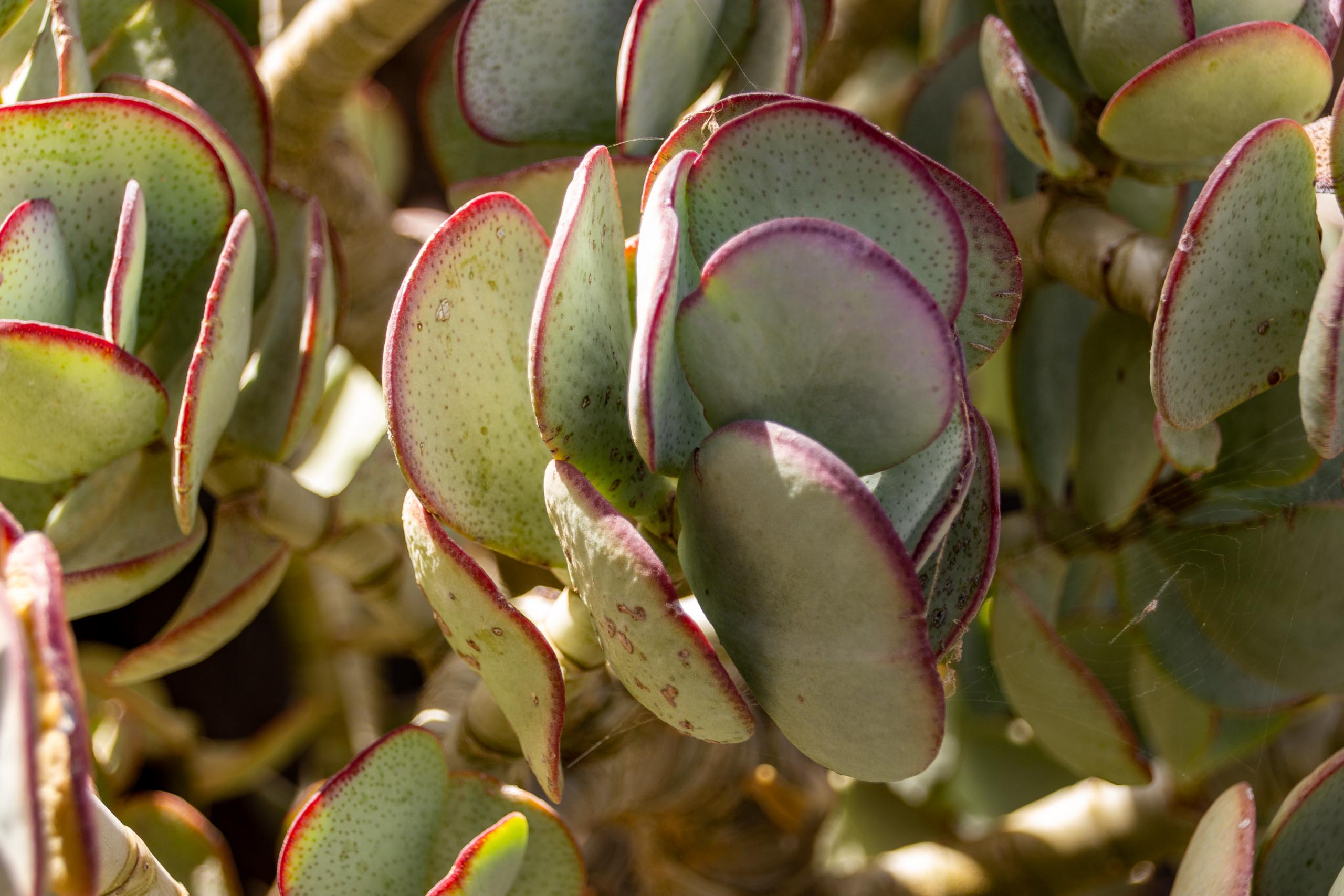 2021 05 Lanzarote TheGardenInTabayesco 007