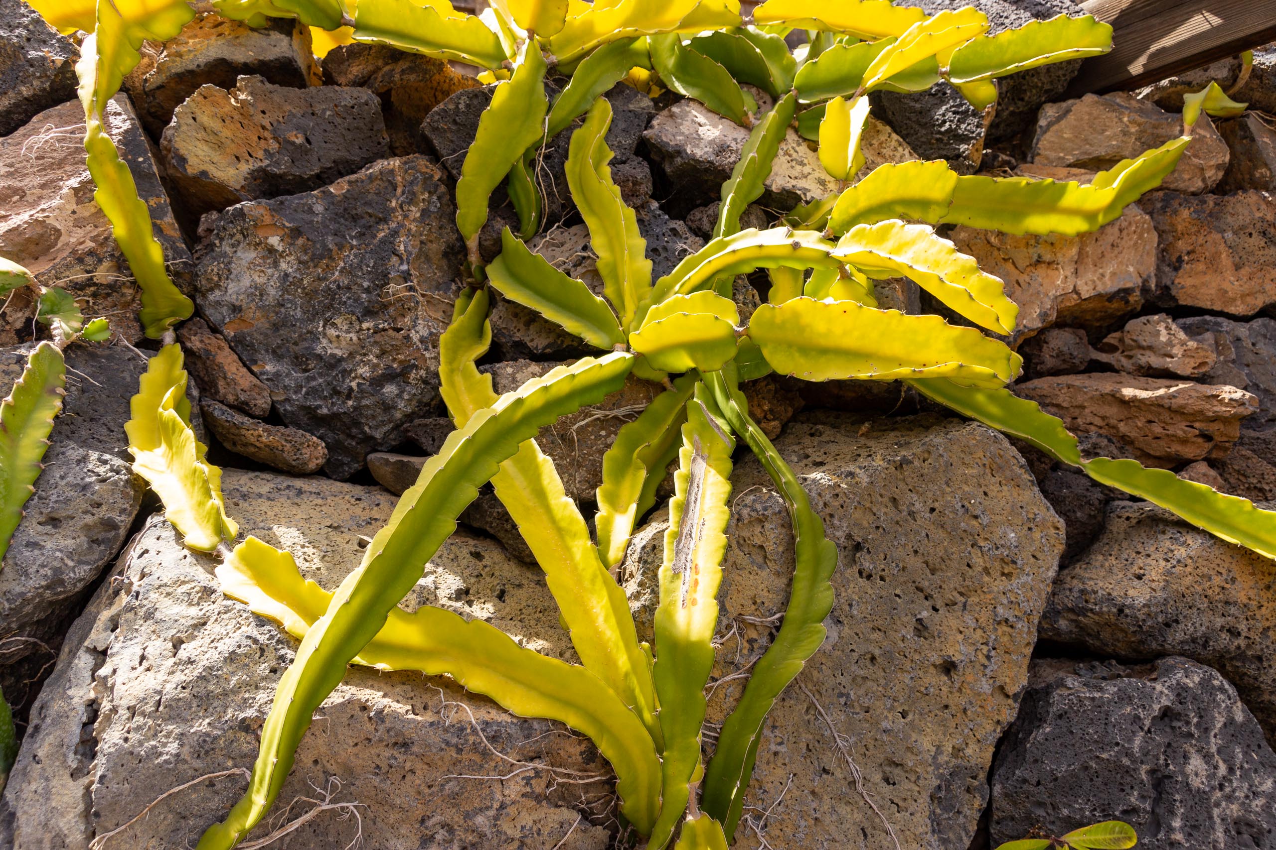 2021 05 Lanzarote TheGardenInTabayesco 008