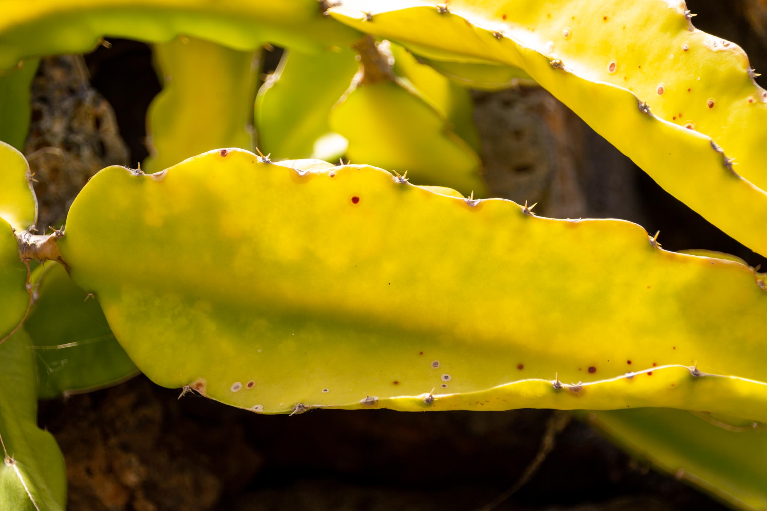 2021 05 Lanzarote TheGardenInTabayesco 009