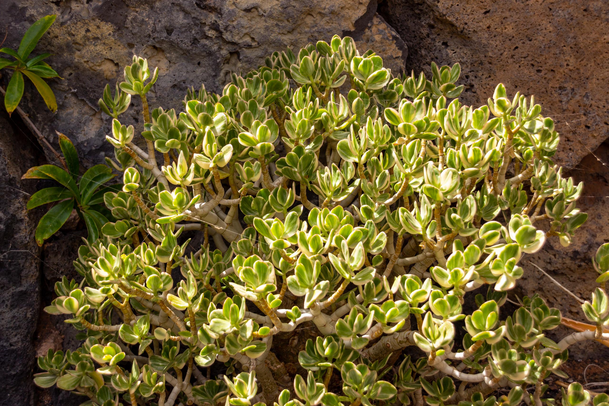 2021 05 Lanzarote TheGardenInTabayesco 010