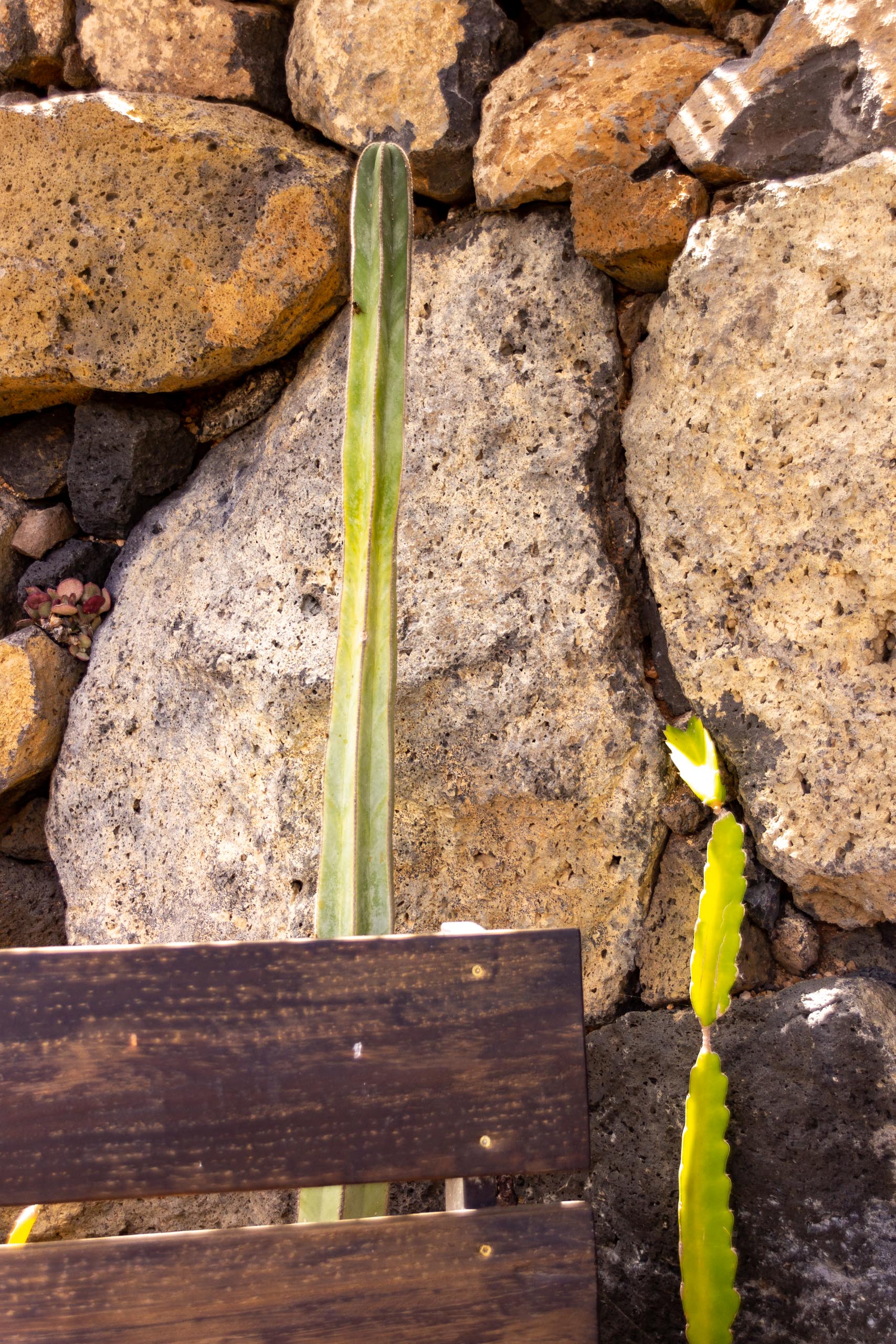 2021 05 Lanzarote TheGardenInTabayesco 011