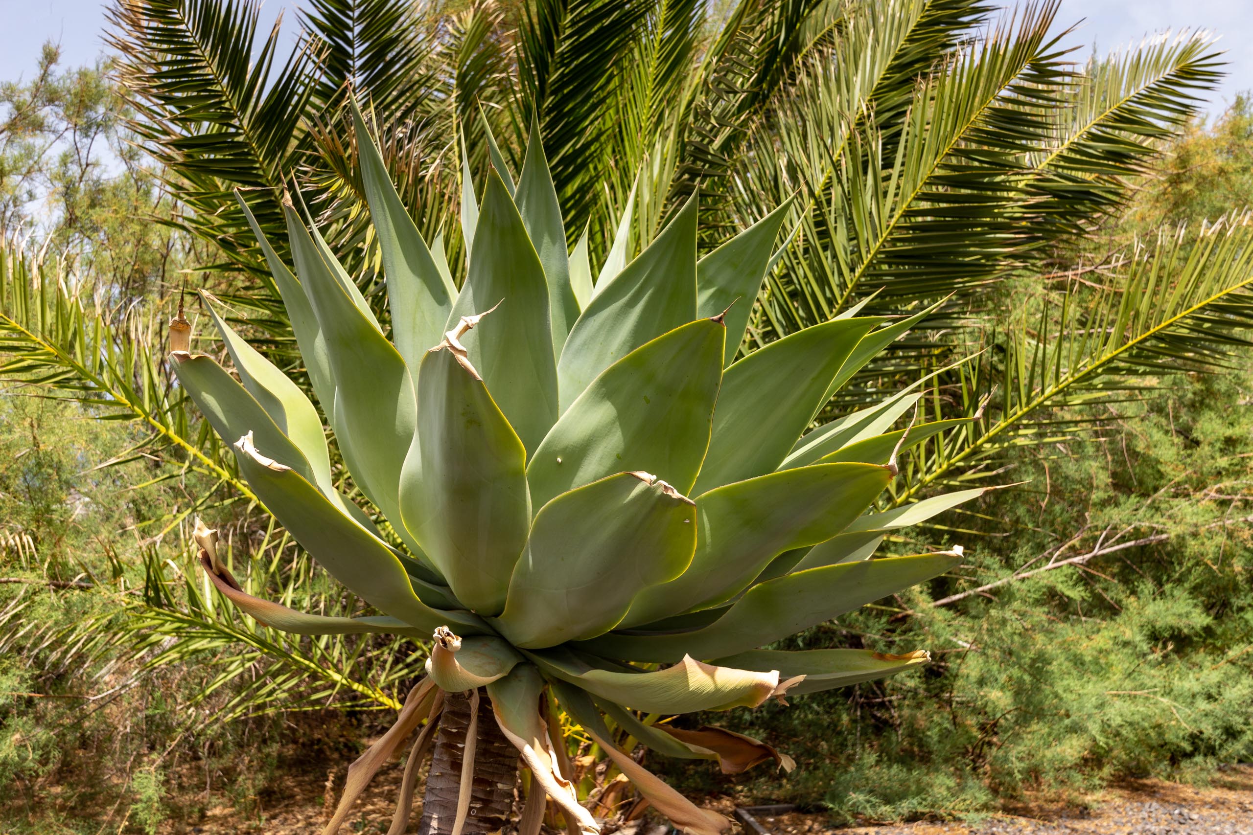 2021 05 Lanzarote TheGardenInTabayesco 012