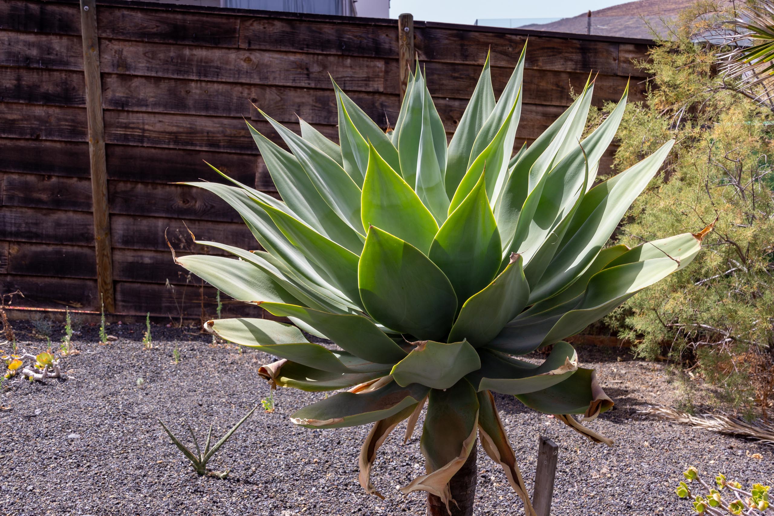 2021 05 Lanzarote TheGardenInTabayesco 013