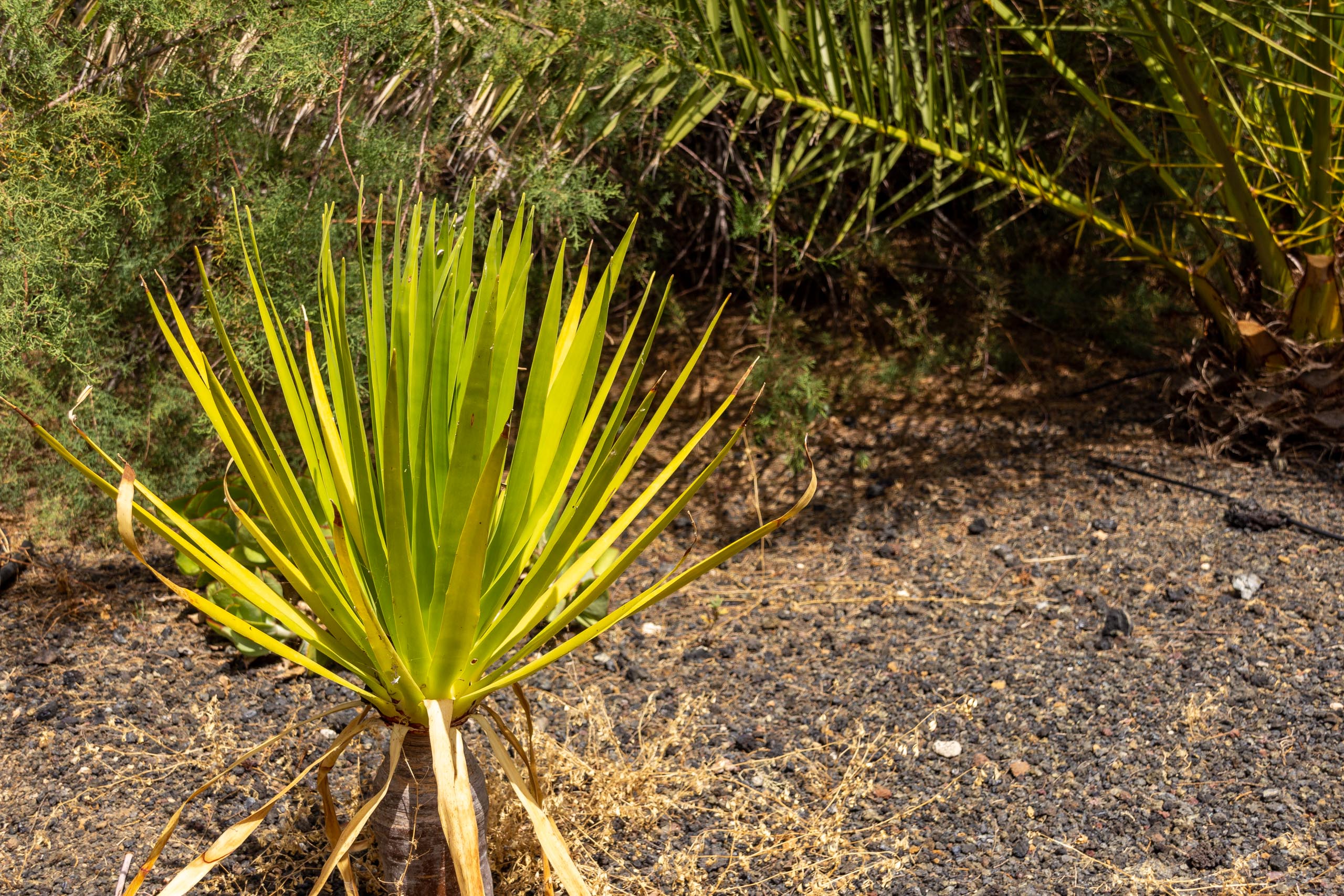 2021 05 Lanzarote TheGardenInTabayesco 014