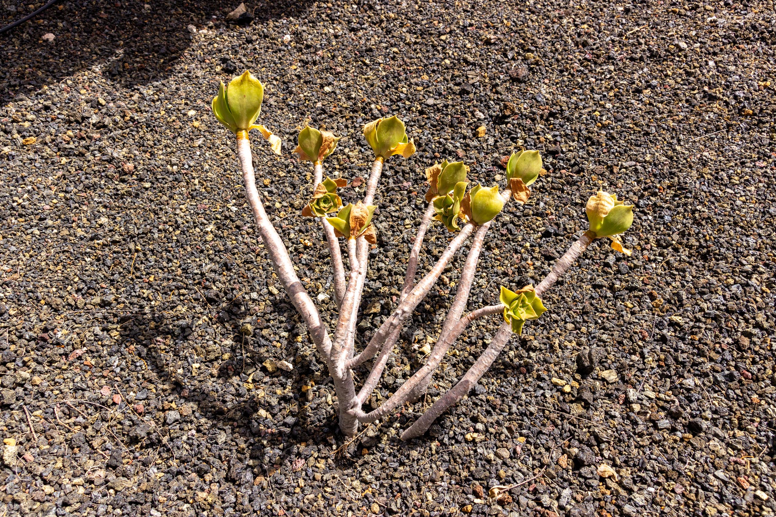 2021 05 Lanzarote TheGardenInTabayesco 015