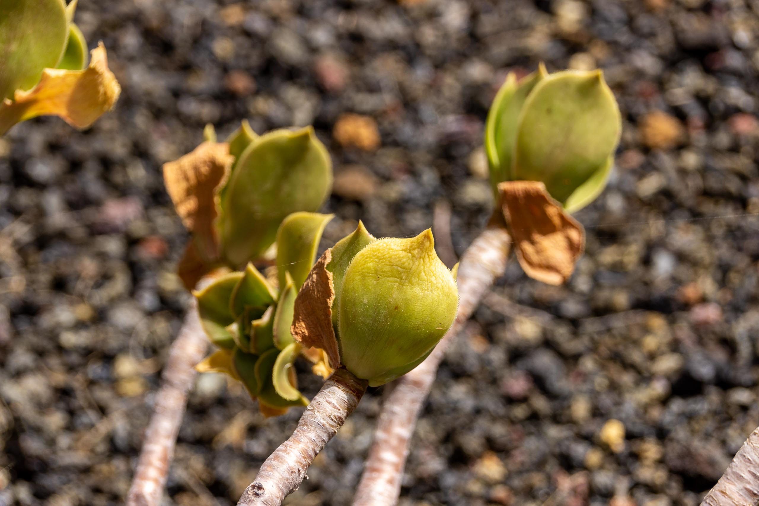 2021 05 Lanzarote TheGardenInTabayesco 016