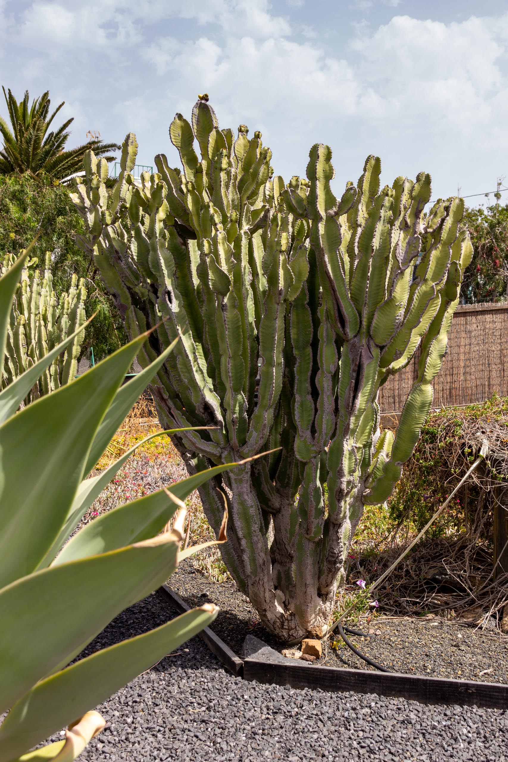 2021 05 Lanzarote TheGardenInTabayesco 017