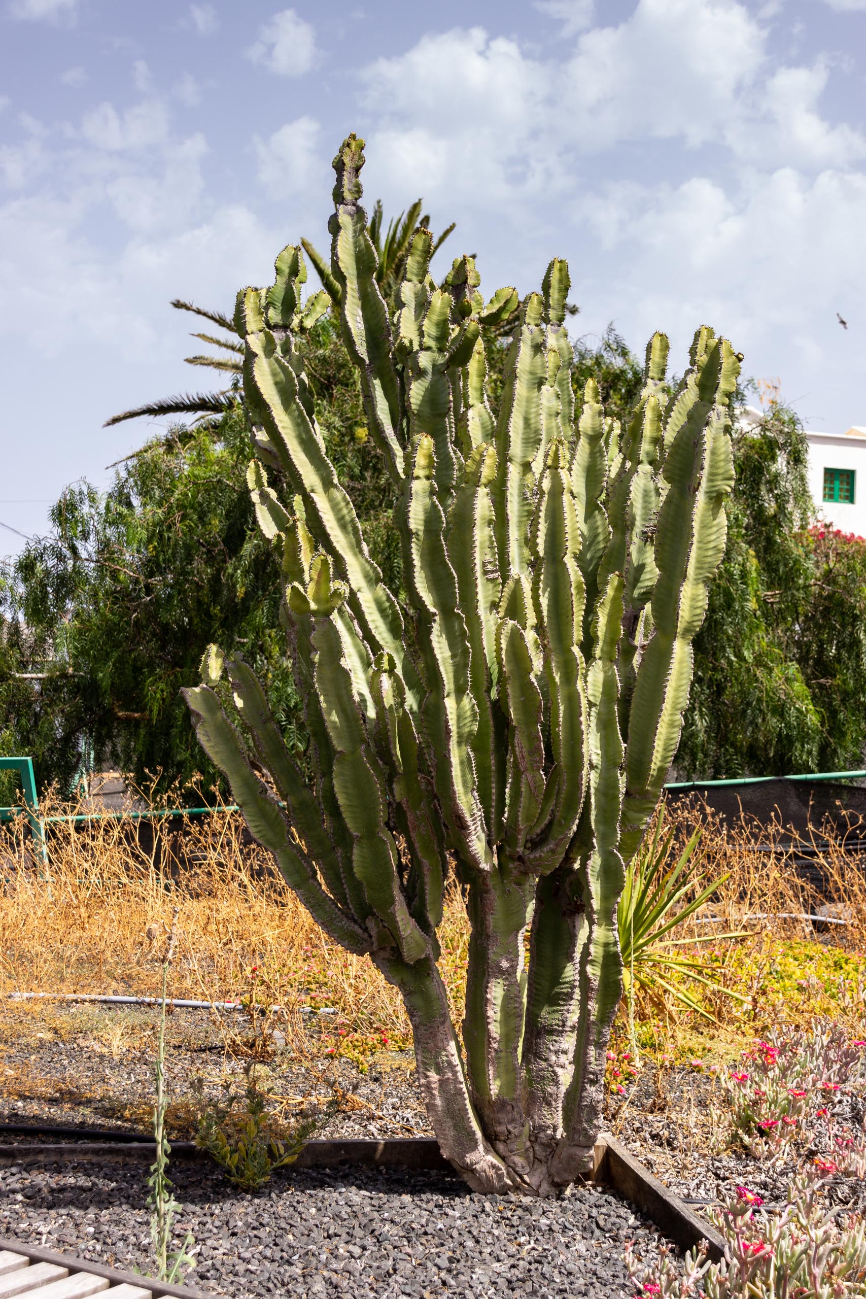 2021 05 Lanzarote TheGardenInTabayesco 018