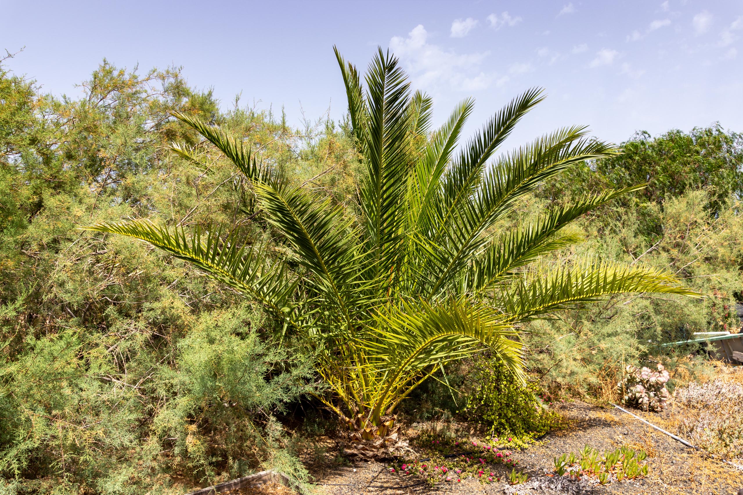 2021 05 Lanzarote TheGardenInTabayesco 019