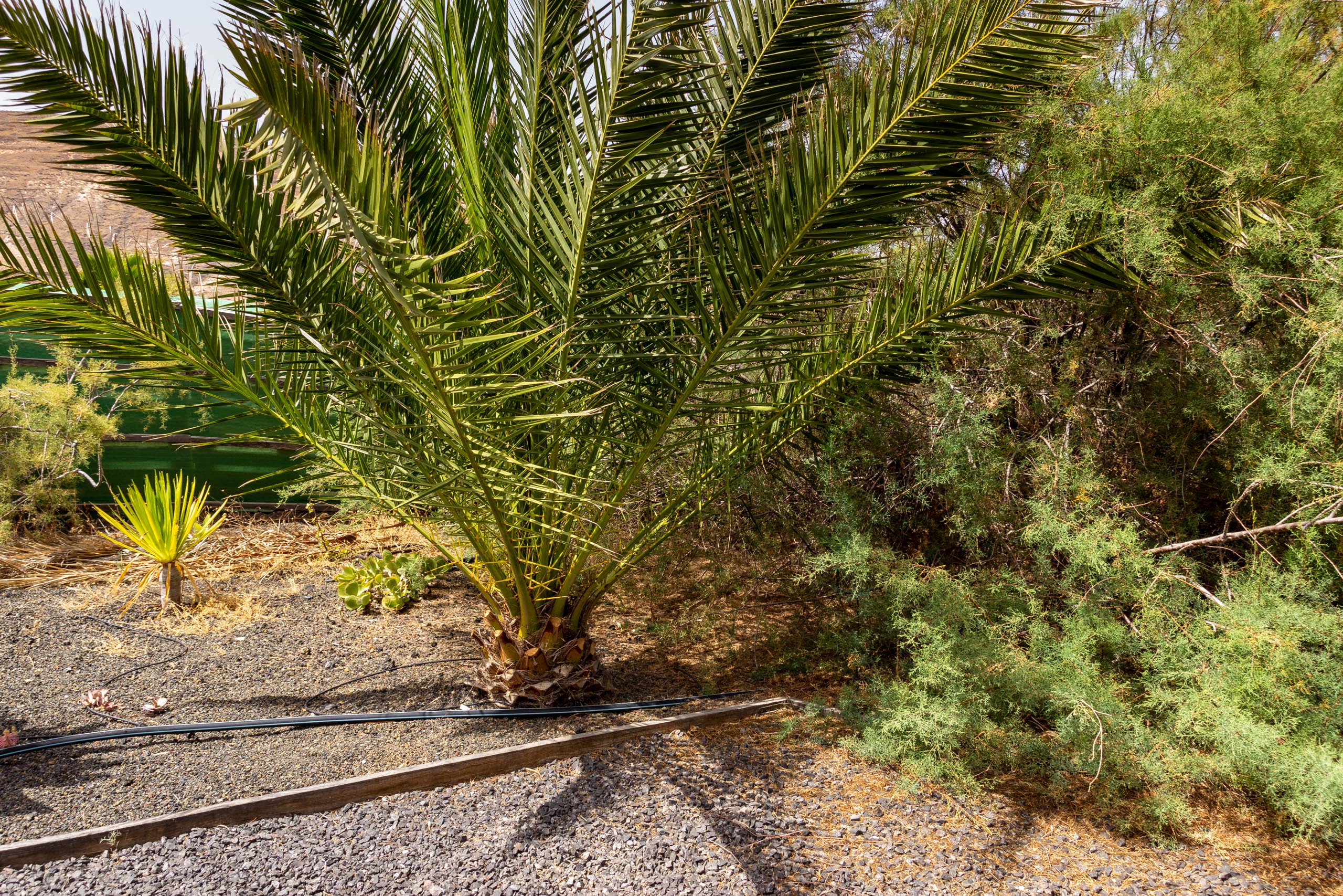 2021 05 Lanzarote TheGardenInTabayesco 021