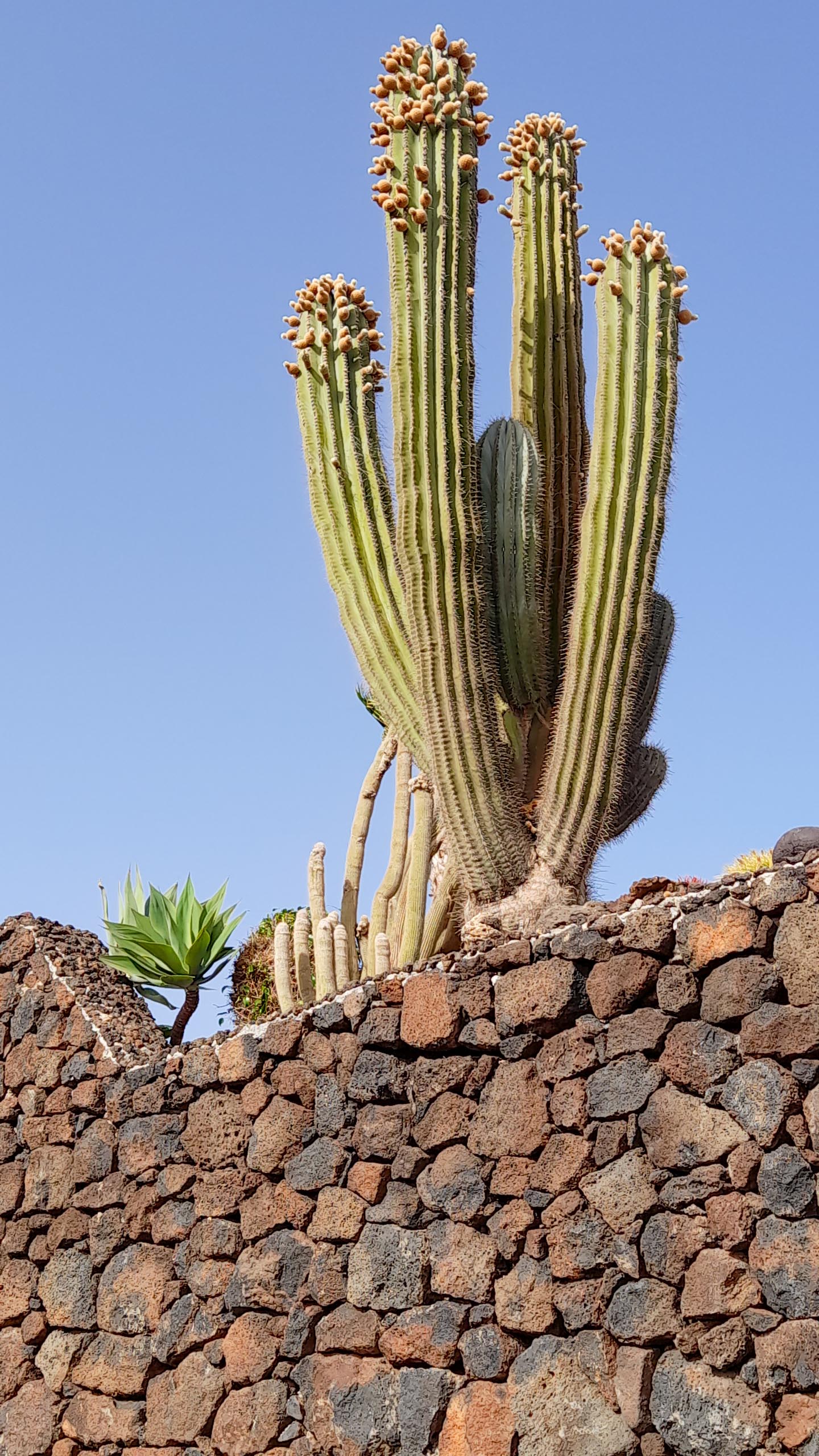 2022 06 Lanzarote Puerto del Carmen paseo acantilado 022