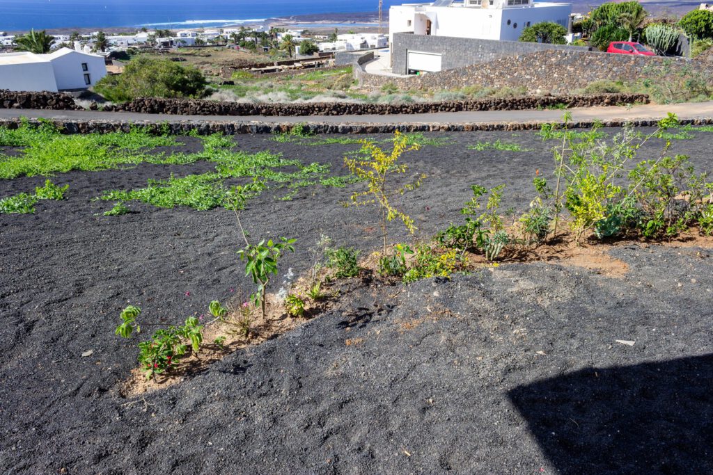 2022 11 LasBrenas 1. November der Garten 001