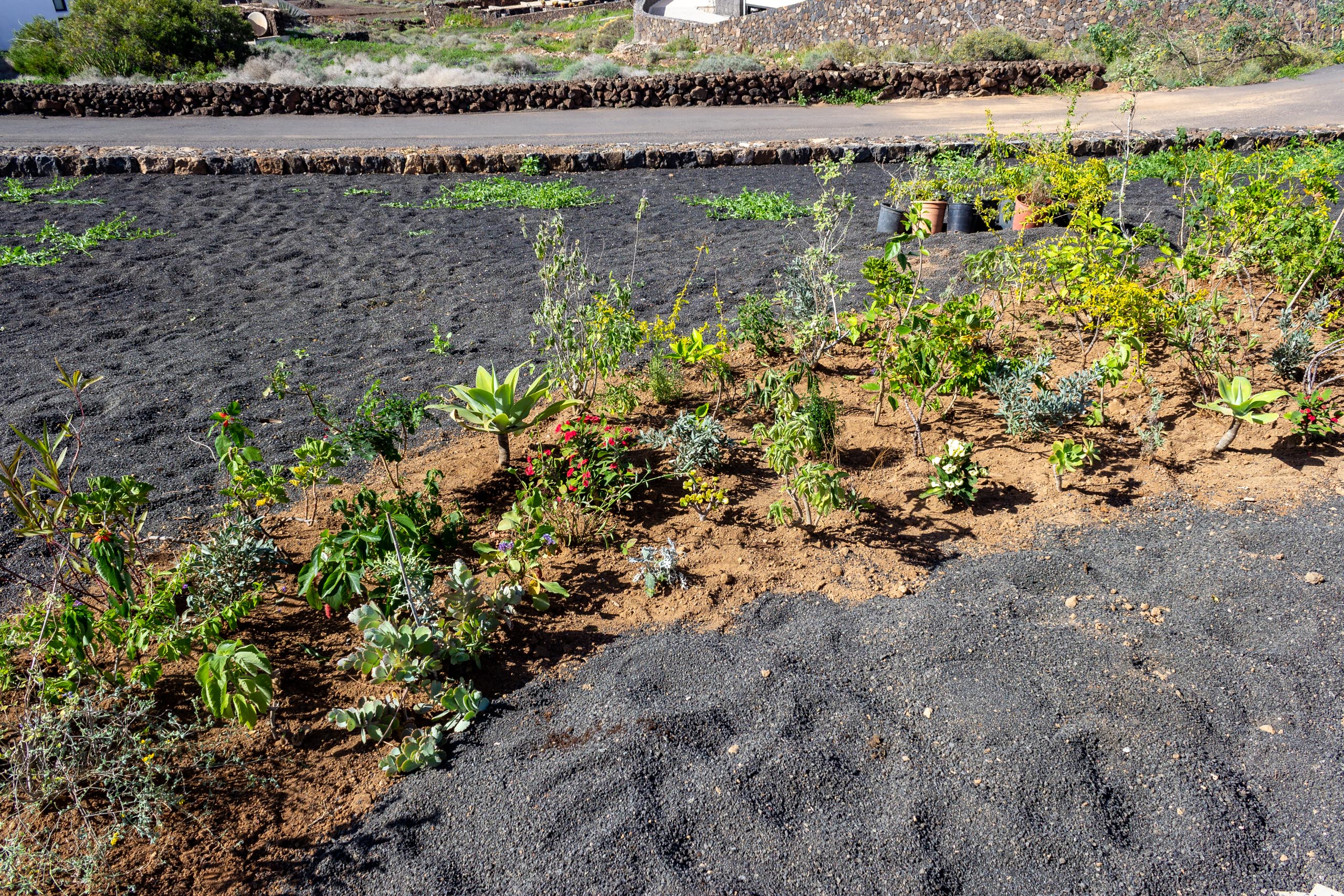 2022 11 LasBrenas 1. November der Garten 005