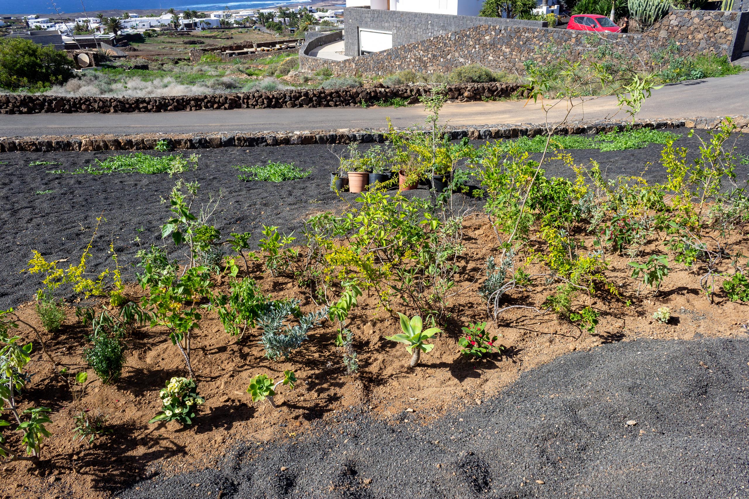 2022 11 LasBrenas 1. November der Garten 006