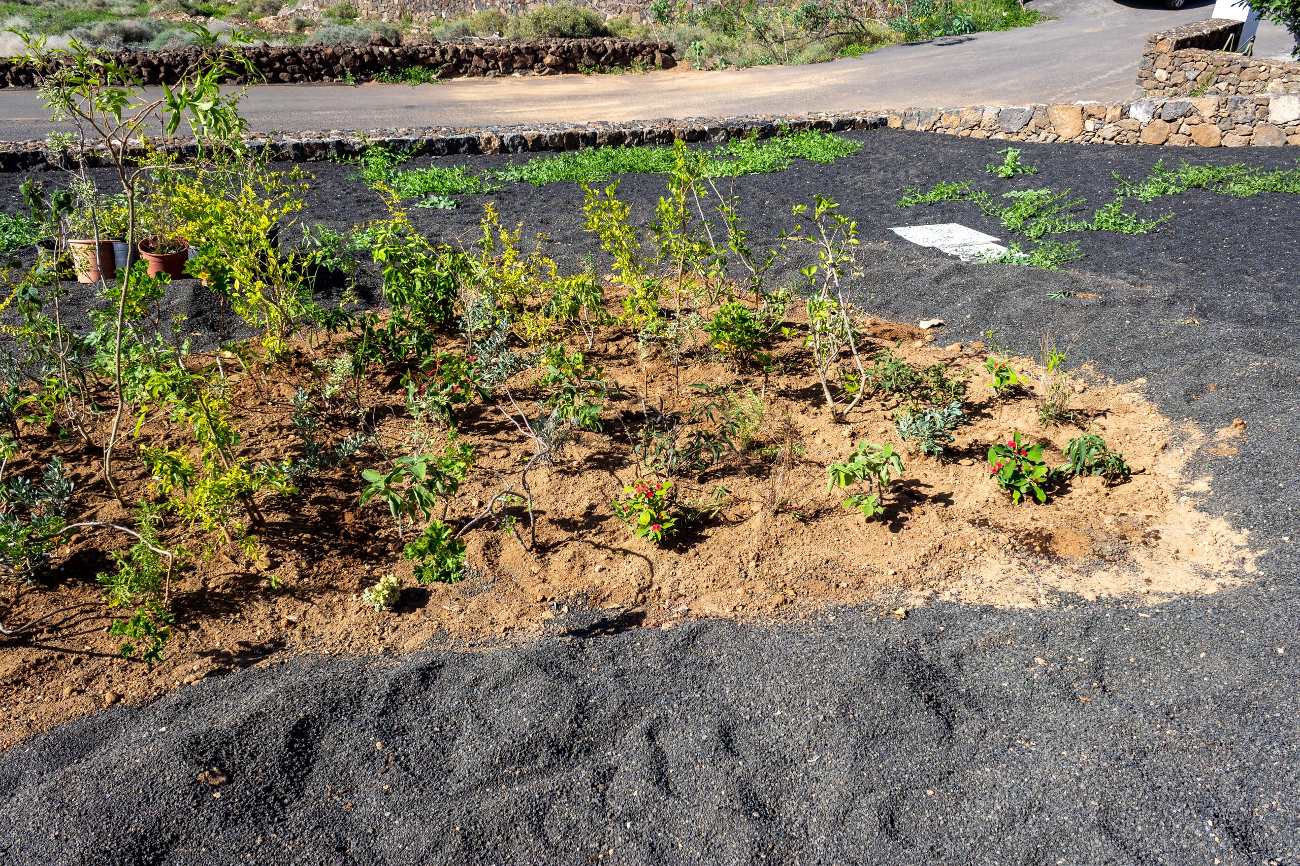 2022 11 LasBrenas 1. November der Garten 007