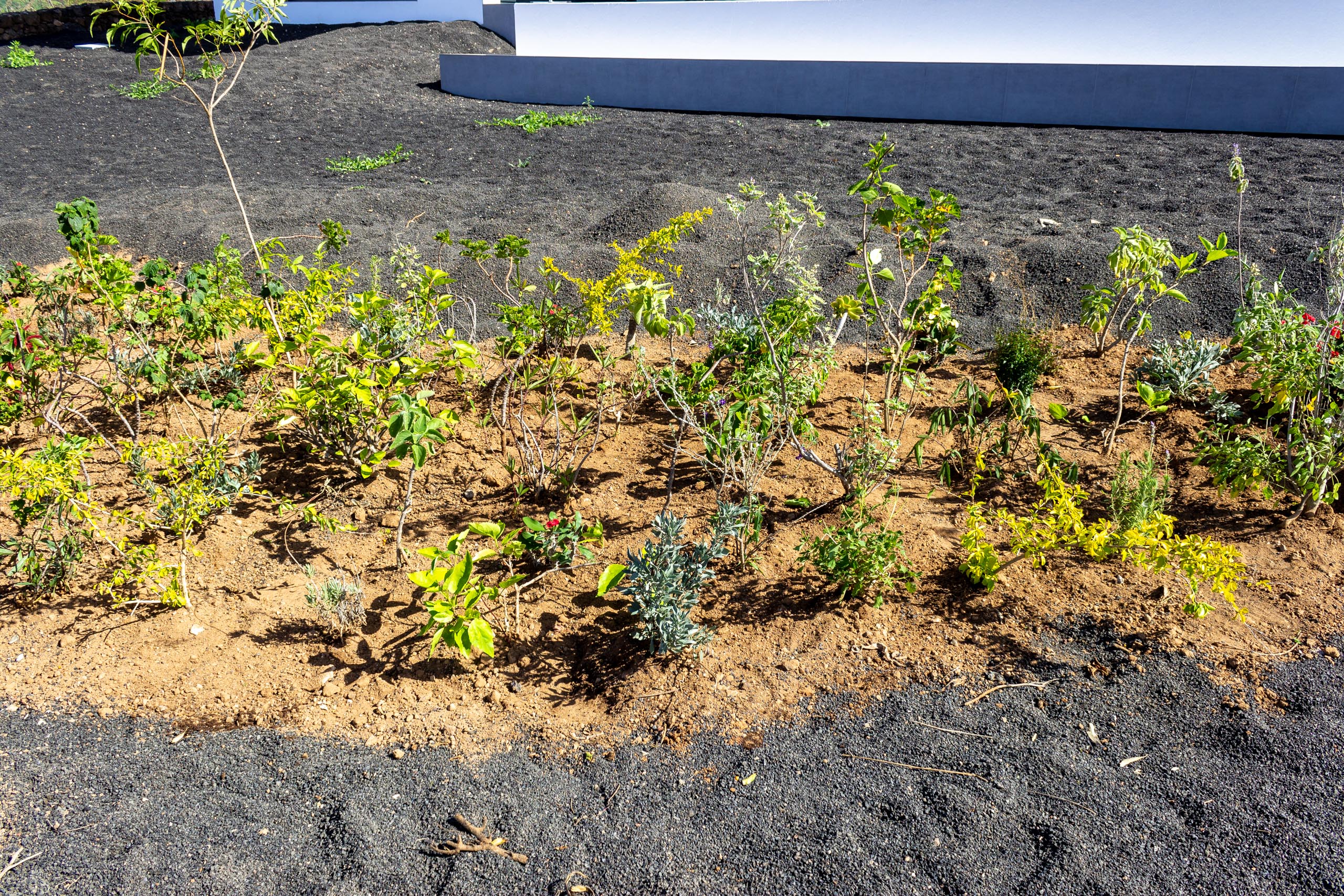 2022 11 LasBrenas 1. November der Garten 009