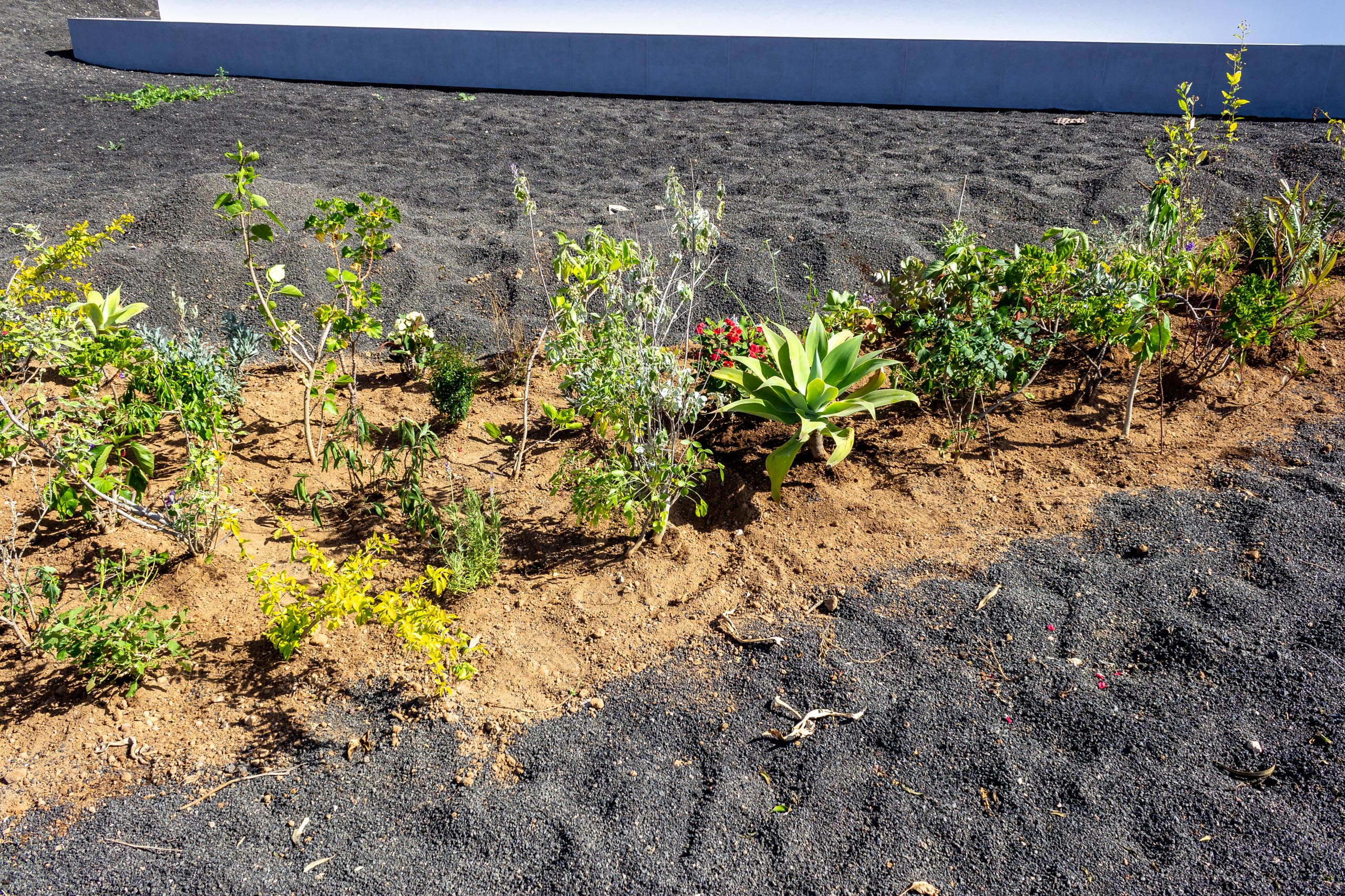 2022 11 LasBrenas 1. November der Garten 010