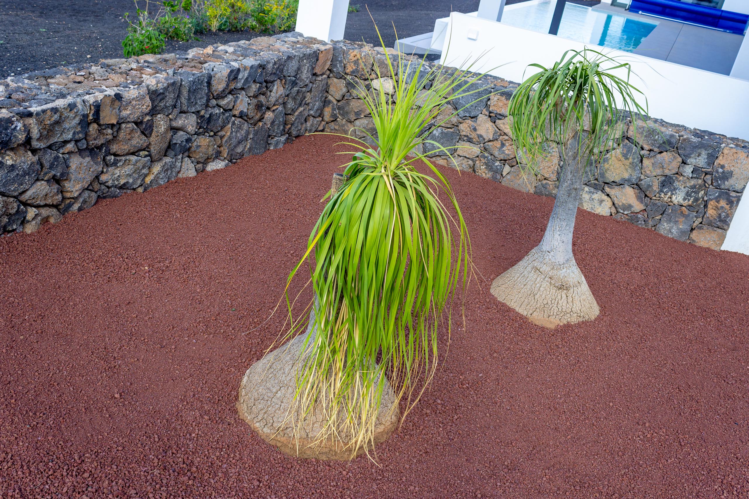 2022 12 LasBrenas 1 de diciembre el jardín 005 1