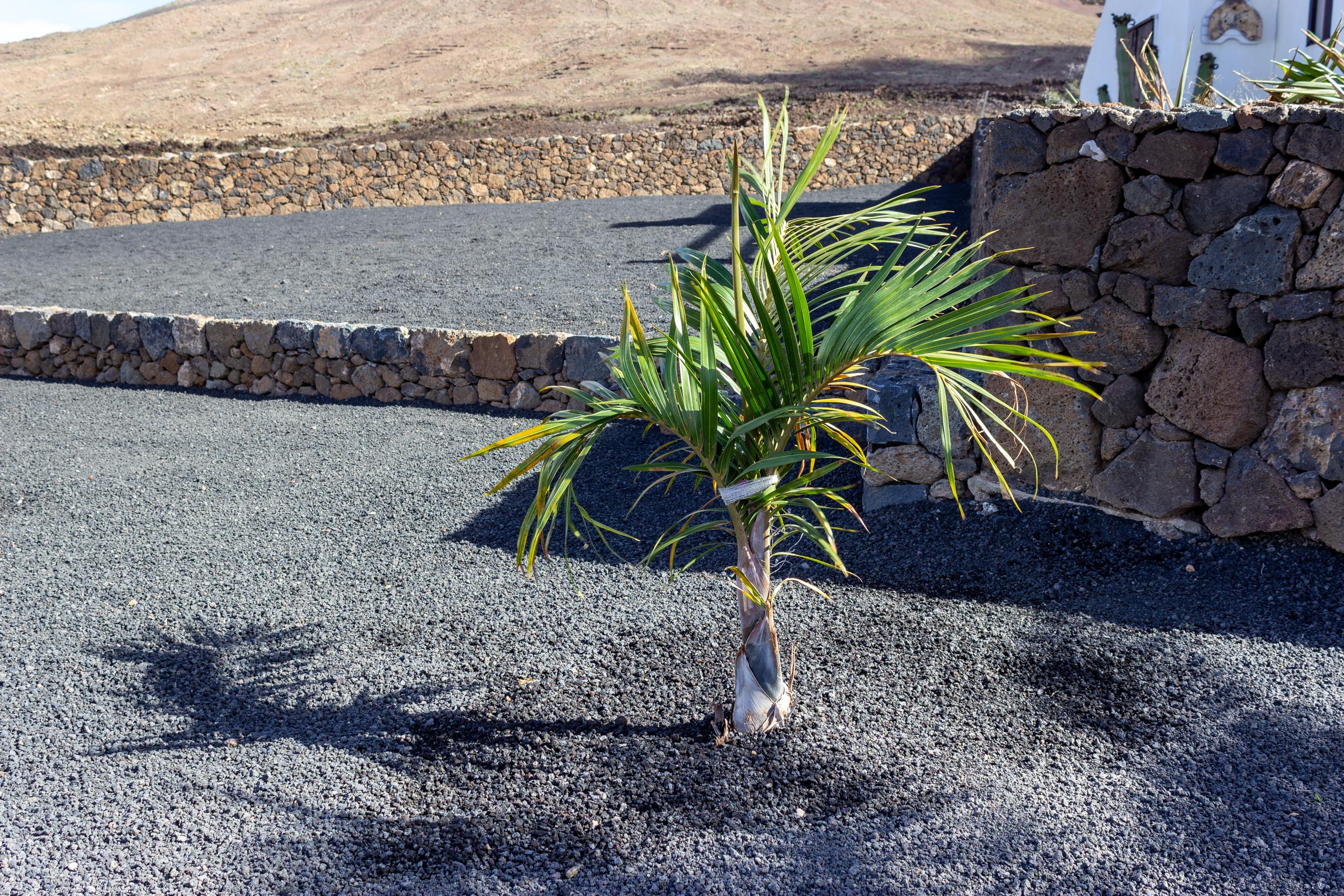 2022 12 LasBrenas 1 de diciembre el jardín 008 1