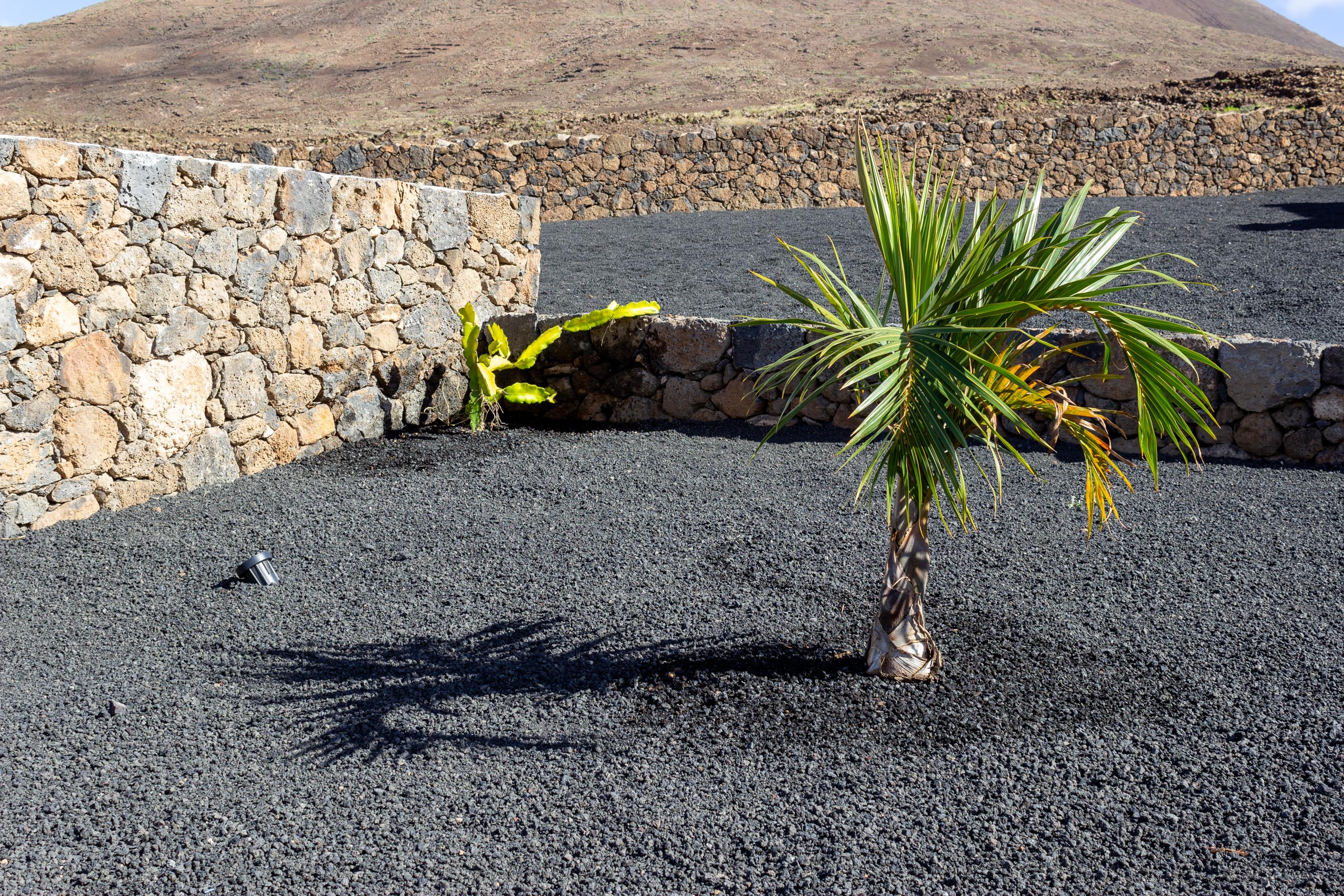 2022 12 LasBrenas 1 de diciembre el jardín 010 1